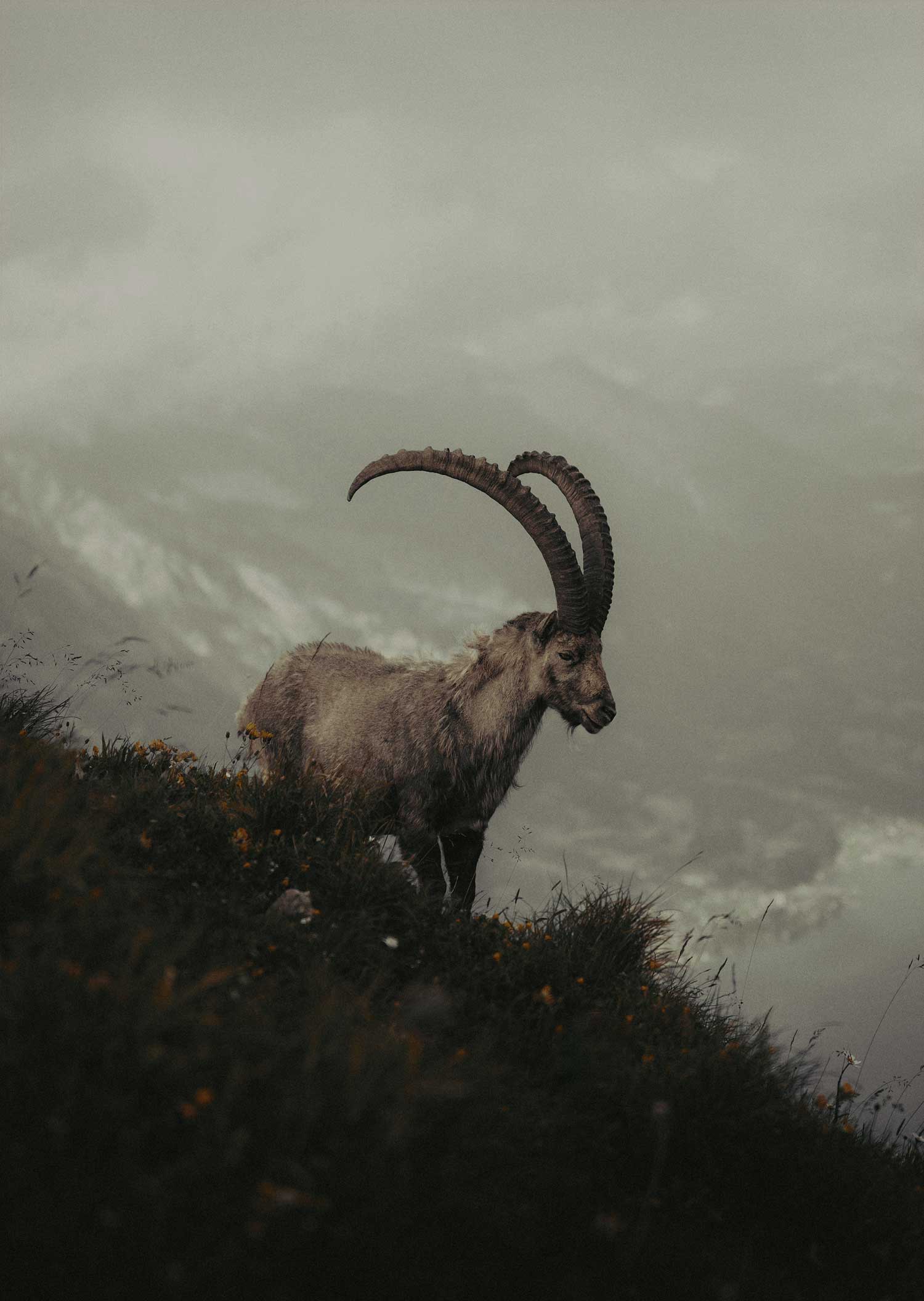An ibex with large, curved horns stands on a grassy, rocky slope under a cloudy sky.