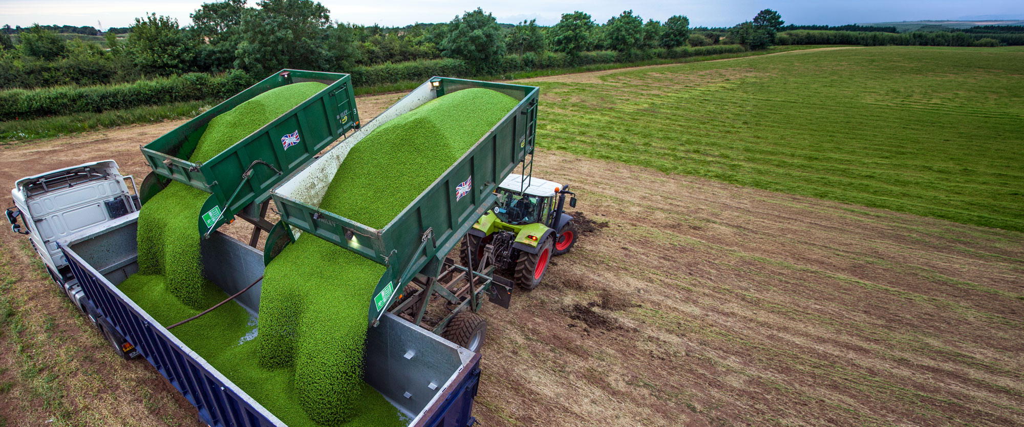 An aerial view of two trailers overflowing with freshly harvested green peas being unloaded into a lorry in a Lincolnshire field.