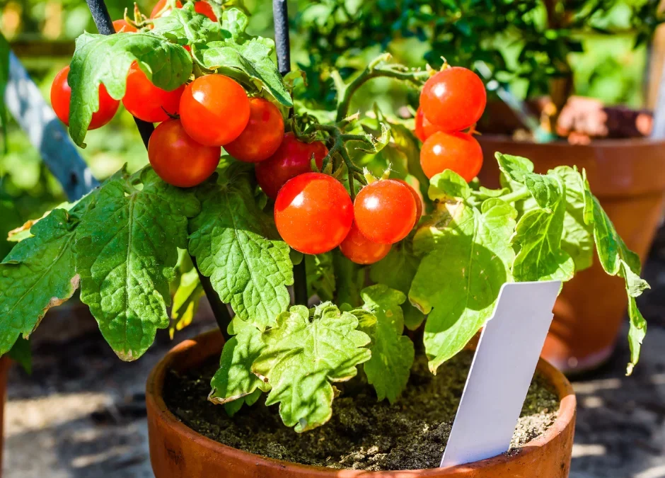 13 Essential Tips For Excellent Tomato Plant Care In Canada 13 Essential Tips For Excellent Tomato Plant Care In Canada