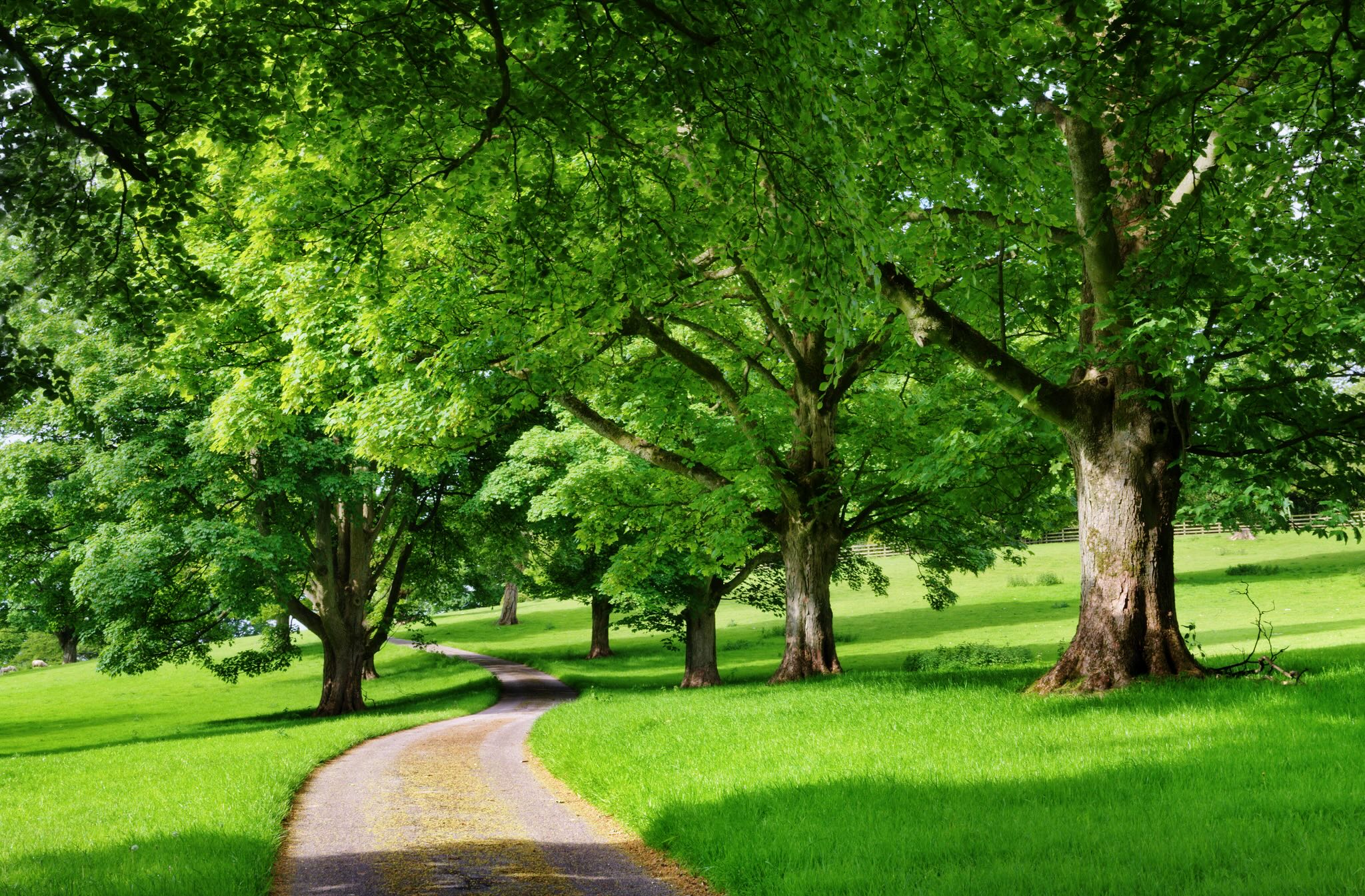 Graceful tree-lined pathway curving through a green English landscape, symbolising thoughtful direction, clarity, and long-term continuity in wealth structuring.