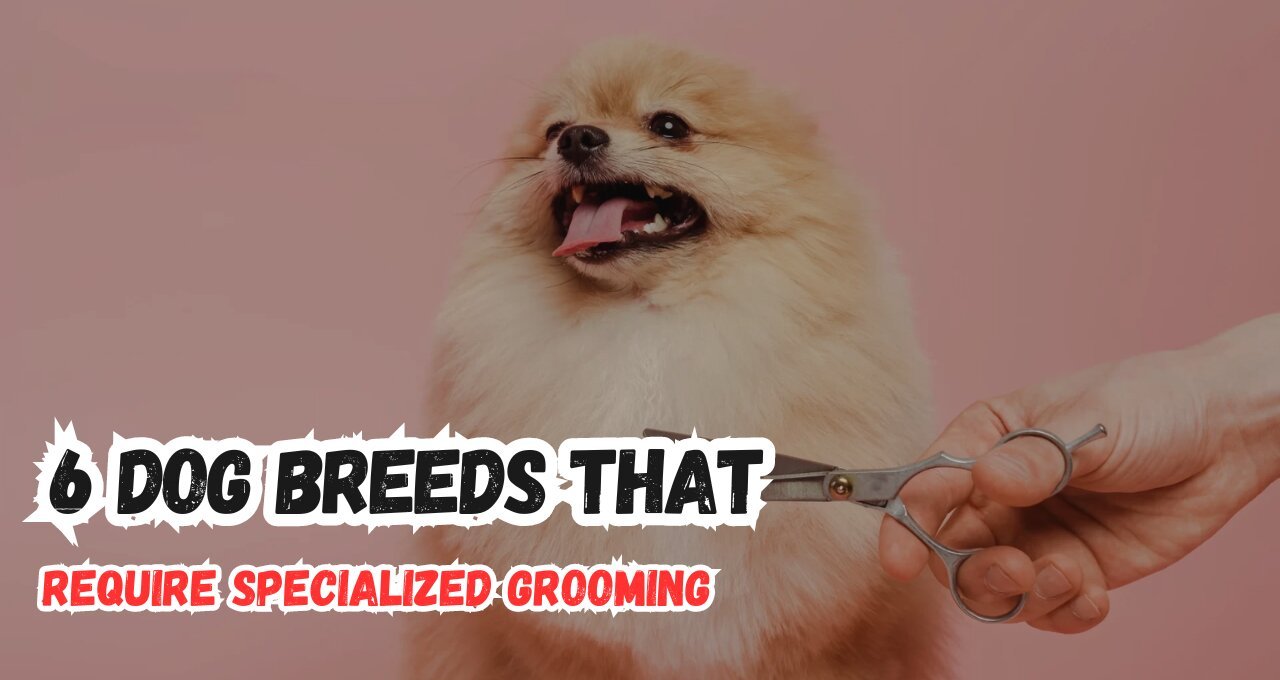 6 Dog Breeds That Require Specialized Grooming