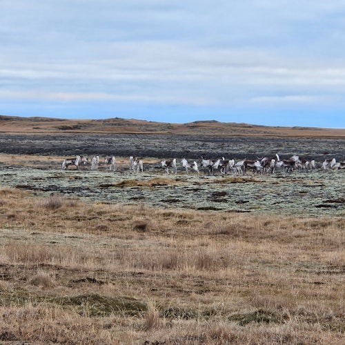 Herd of reindeer