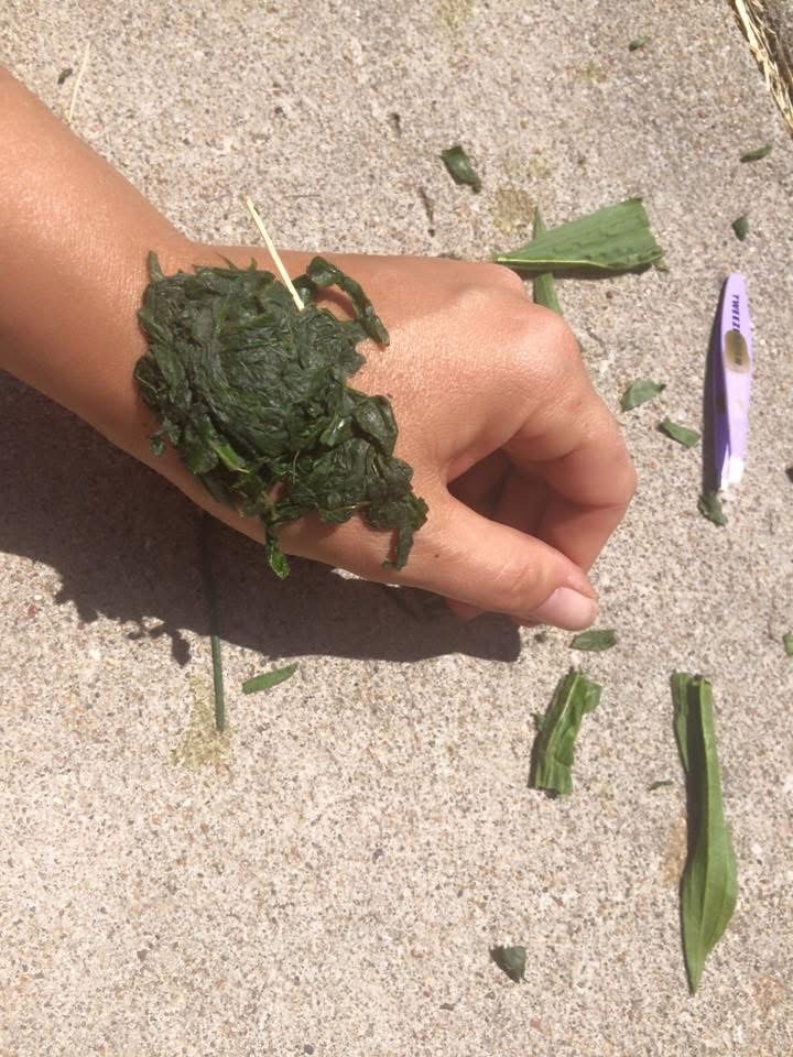 Students identifying and sorting edible wild plants as part of a foraging certification course.