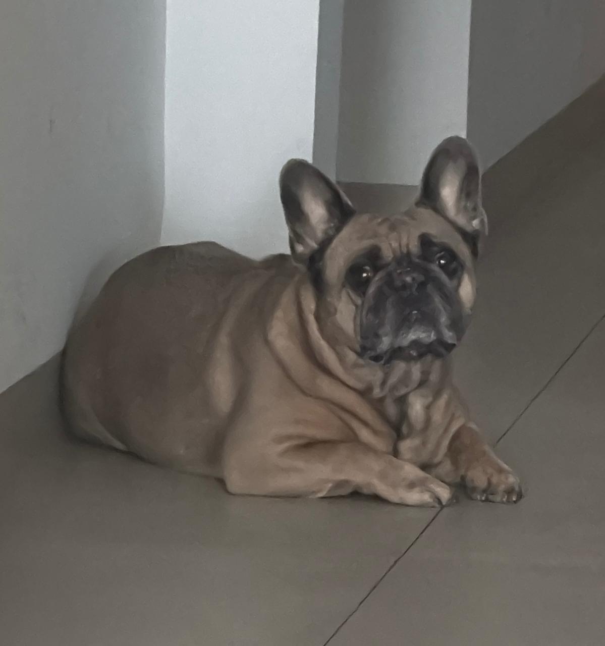 A dog is slowly recovering and getting more comfortable with its body.