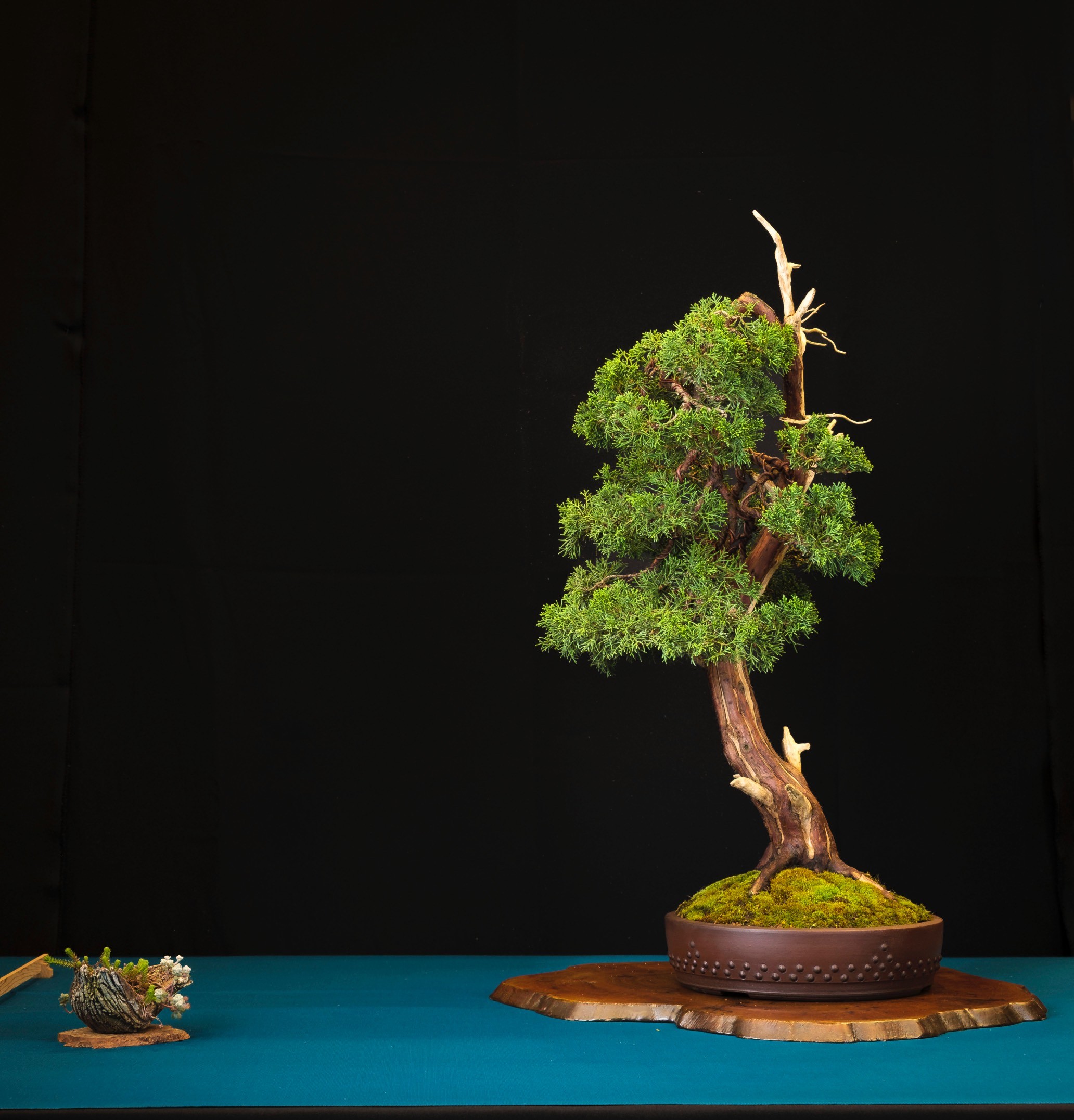 iemand die aan een bonsai boom werkt