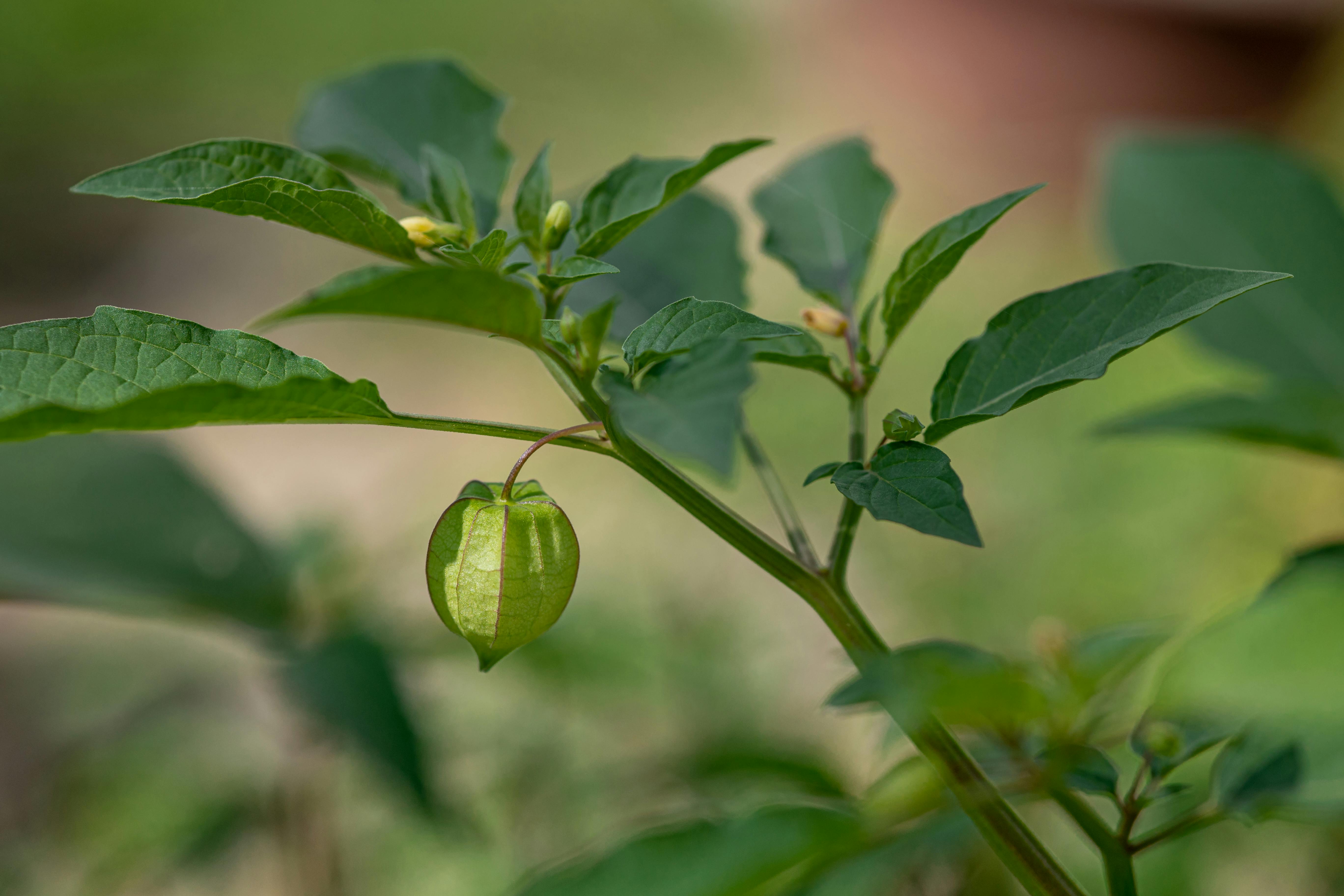 spearmint.png__PID:e692be96-1aca-43ed-b63d-7a8be710345b