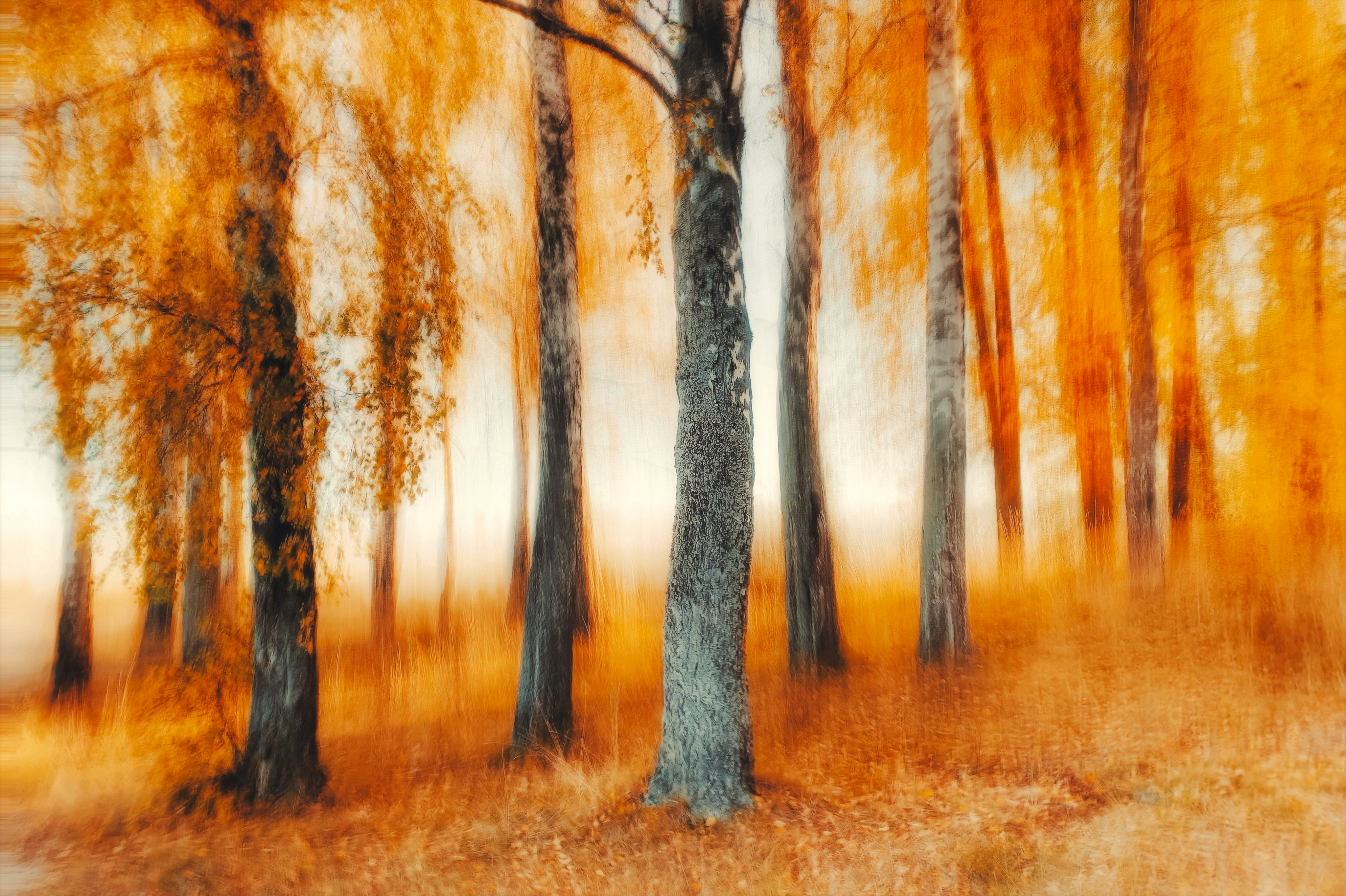 Abstract autumn forest with blurred trees and foliage