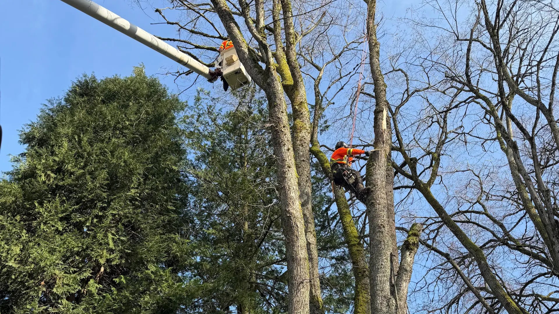 Arborists working