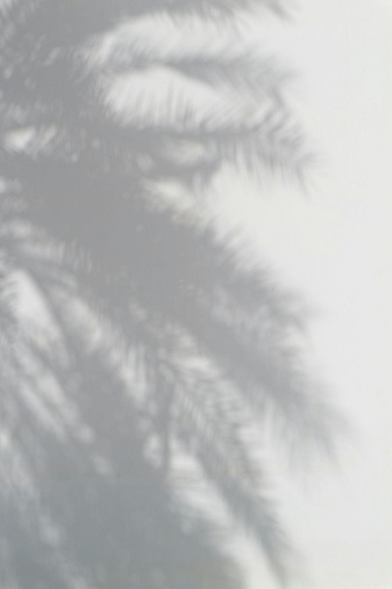 BĒBOHĀ - Silhouette of palm tree