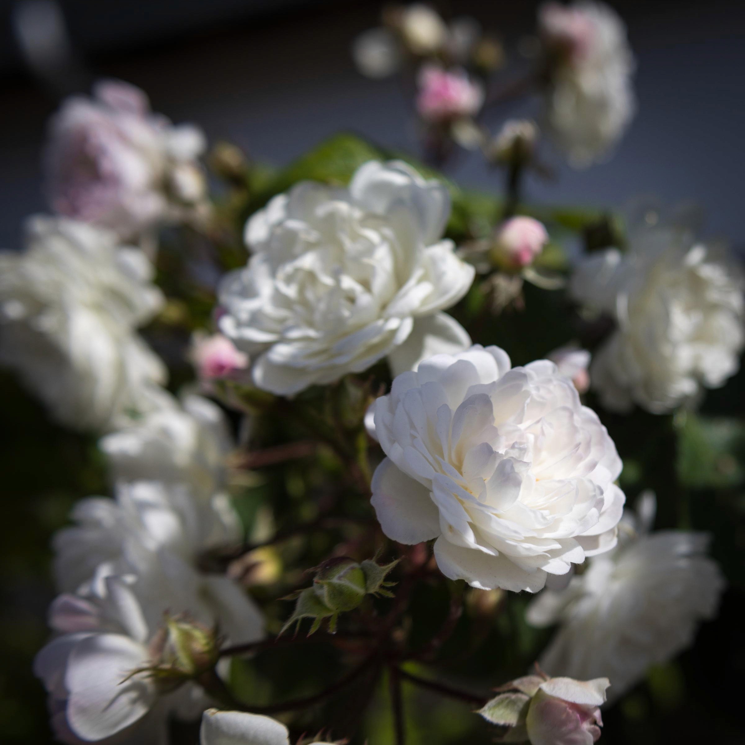 White Roses - Princess Miyuki varietal