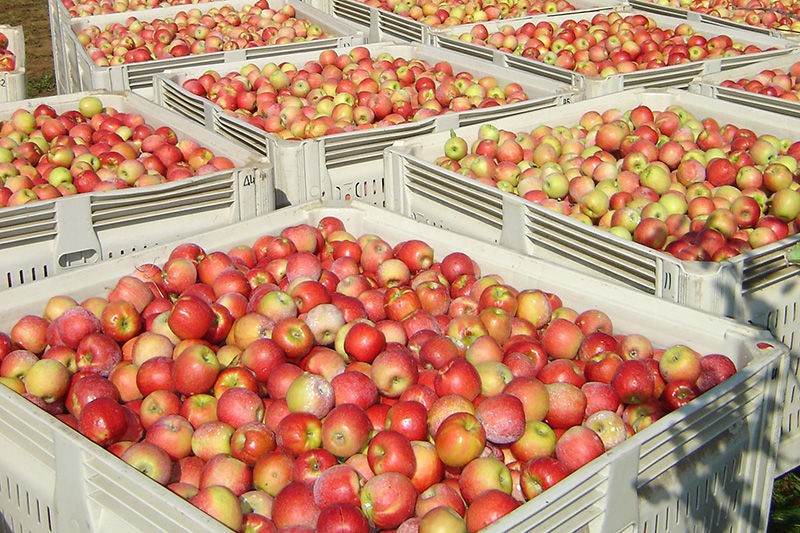 Silver Creek Orchards