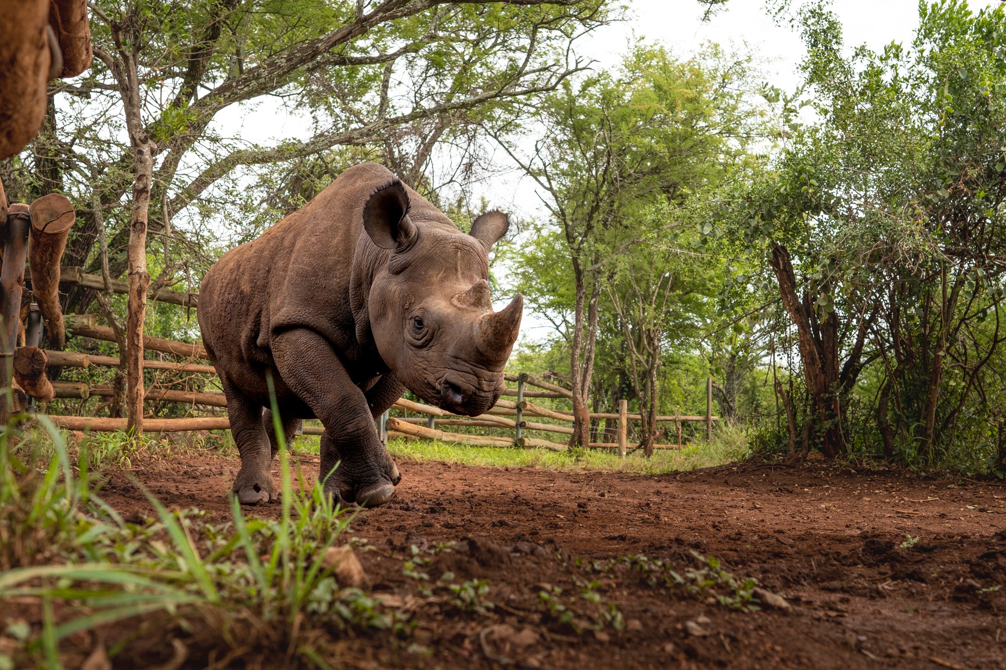 A black rhino walking toward the camera at the Singita Grumeti rhino sanctuary, Tanzania