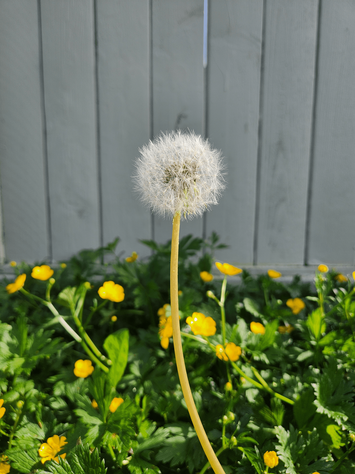 Dandelion photo