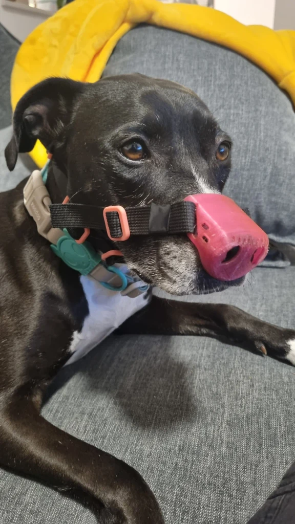 How I Designed and printed a Custom Nose Guard to Help My Dog with DLE 13 Billy is wearing a snoutcover iteration number 13