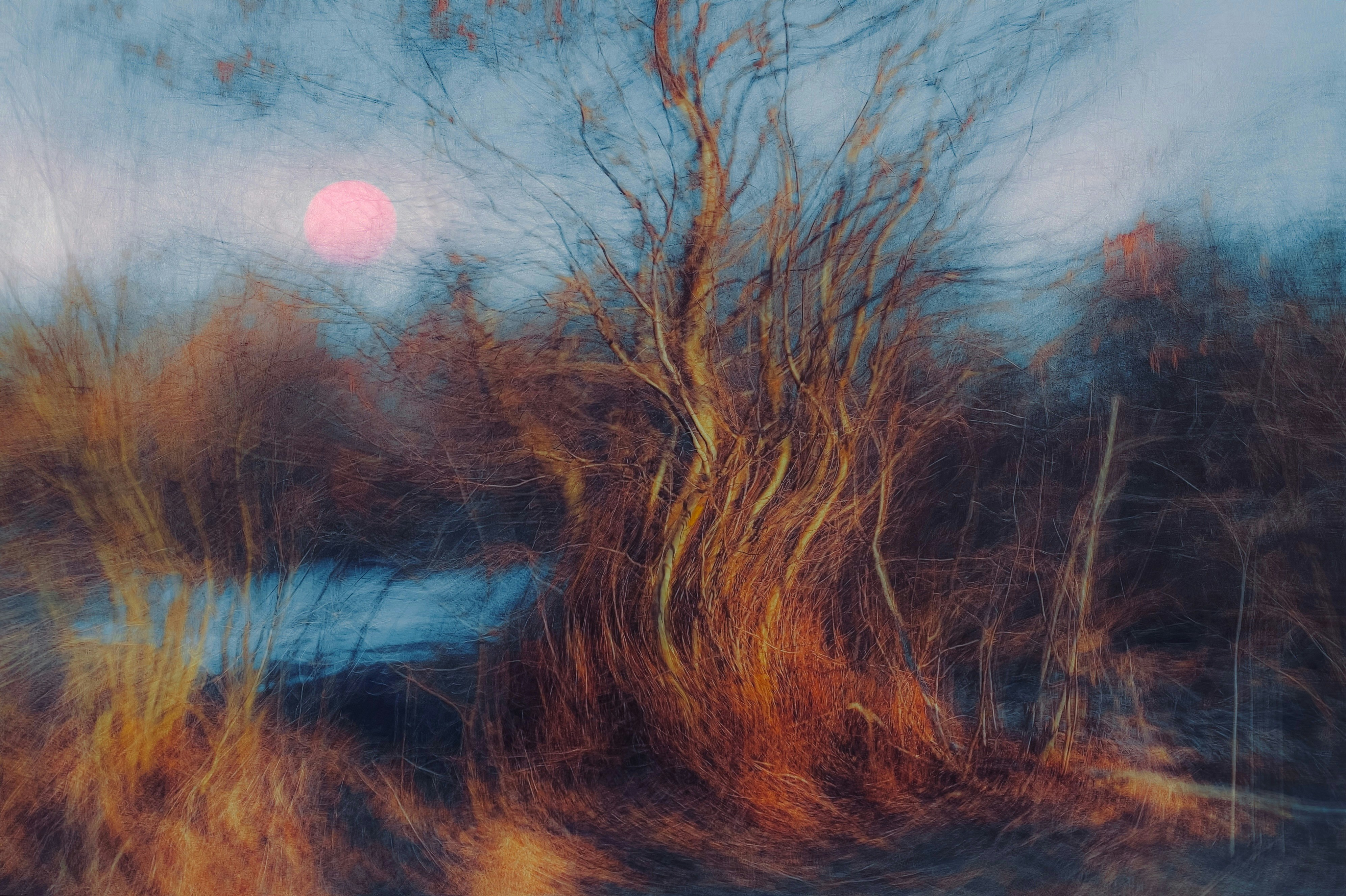 Bare tree with pink sun and dry grass