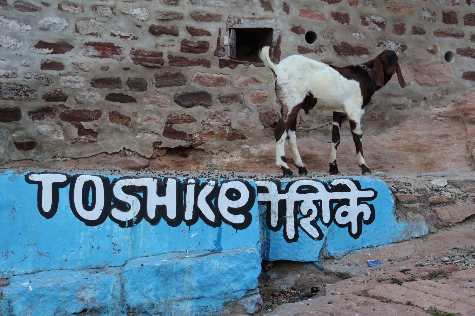 Mural painting on a blue wall with the words ‘TOSHKE’ and ‘तोषिके’ partially visible in black-and-white, featuring a goat standing on the edge of the wall in front of a brick backround.