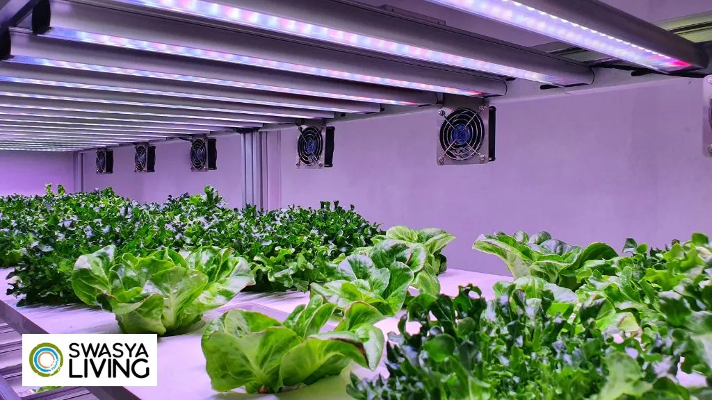 Hydroponic Vertical Farming 