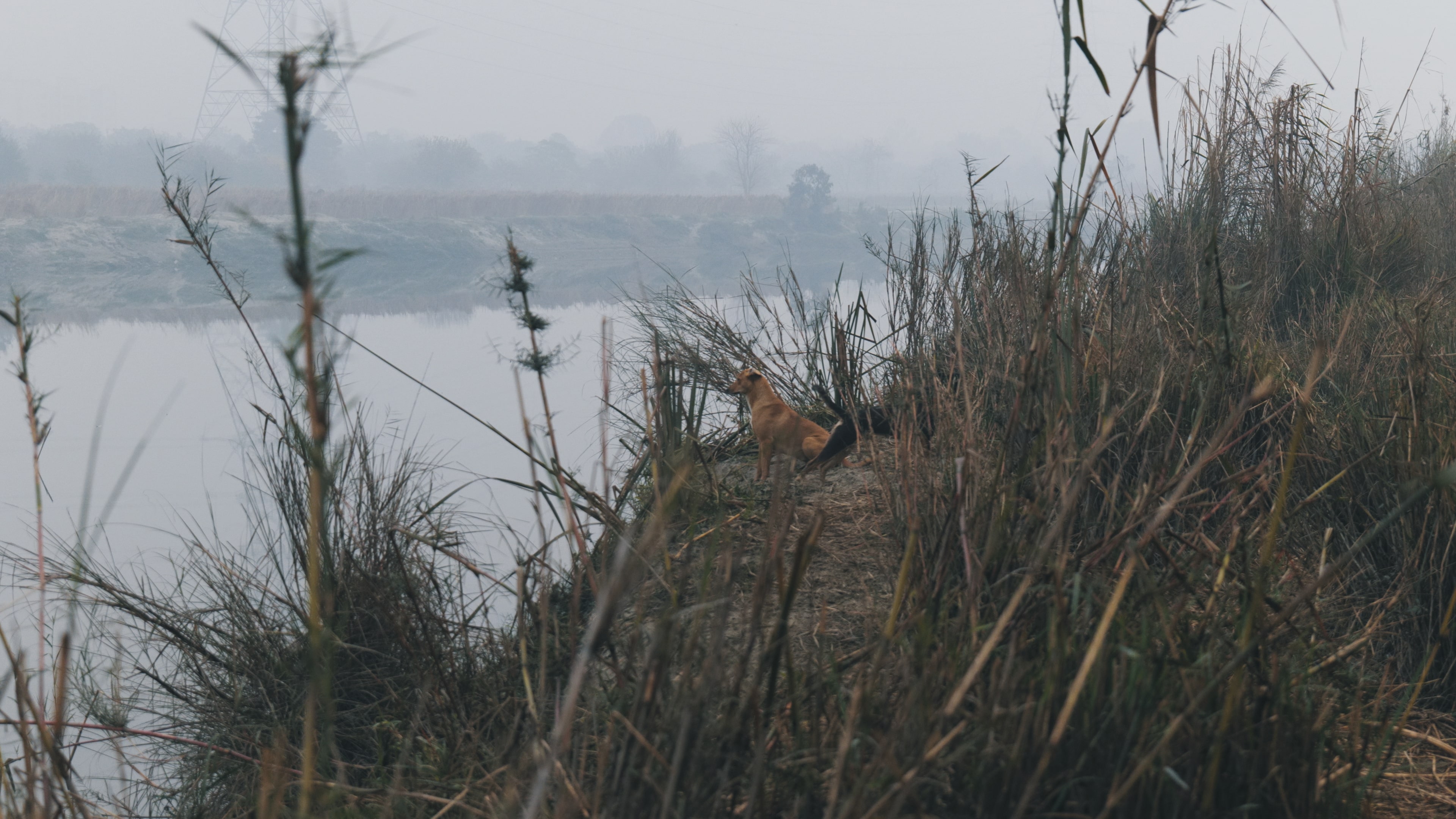 Early morning view of Yamuna Ghat in a remote location, featuring wild Indian Pariah Dogs on elevated ground surrounded by mist. The elevated area is dry, with shrubs, tall dry grass, and dry wood, creating a serene natural landscape.