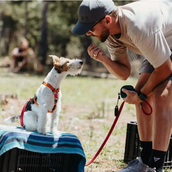 Dog owner issuing a command to a puppy during classes