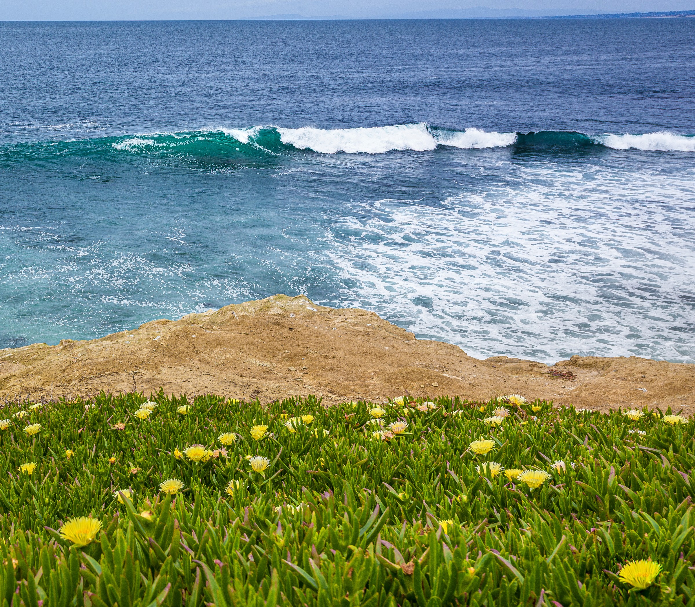Prickly Pear Cactus Fruit