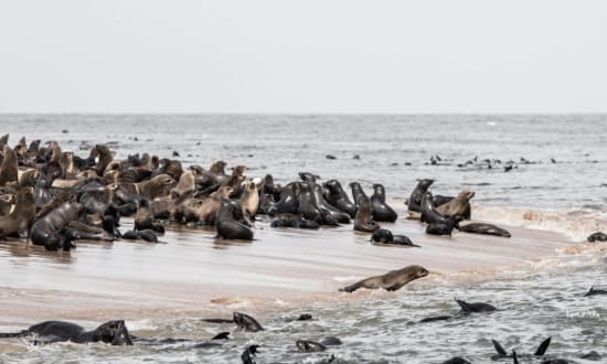 Other Marine Life in Namibia