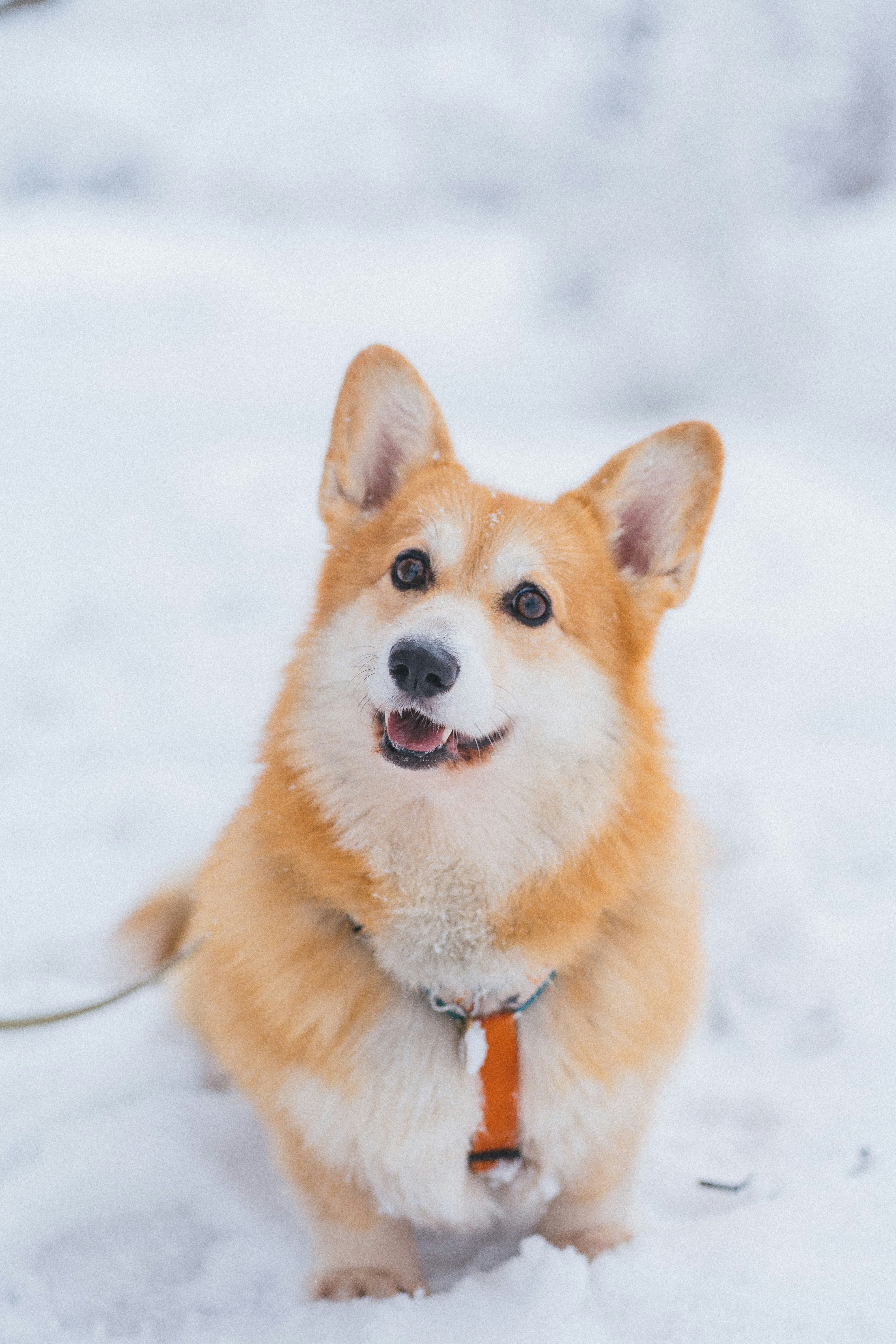 A happy corgi dog sits in the snow