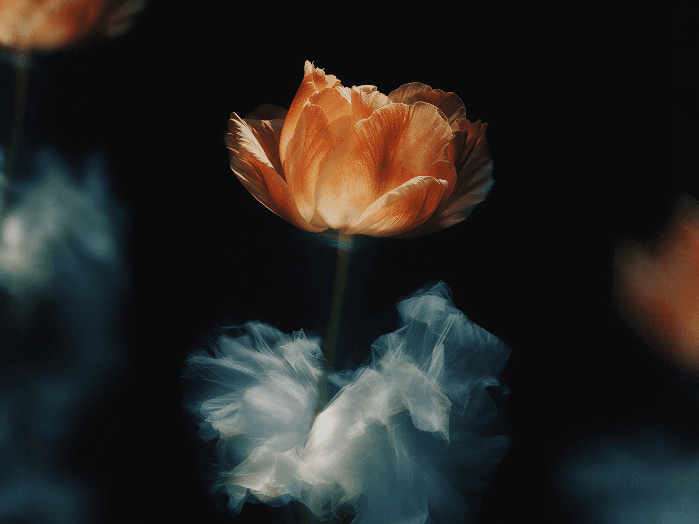 Orange flower with ethereal mist on black background — illustrating how different species perceive the same physical world through different sensory realities