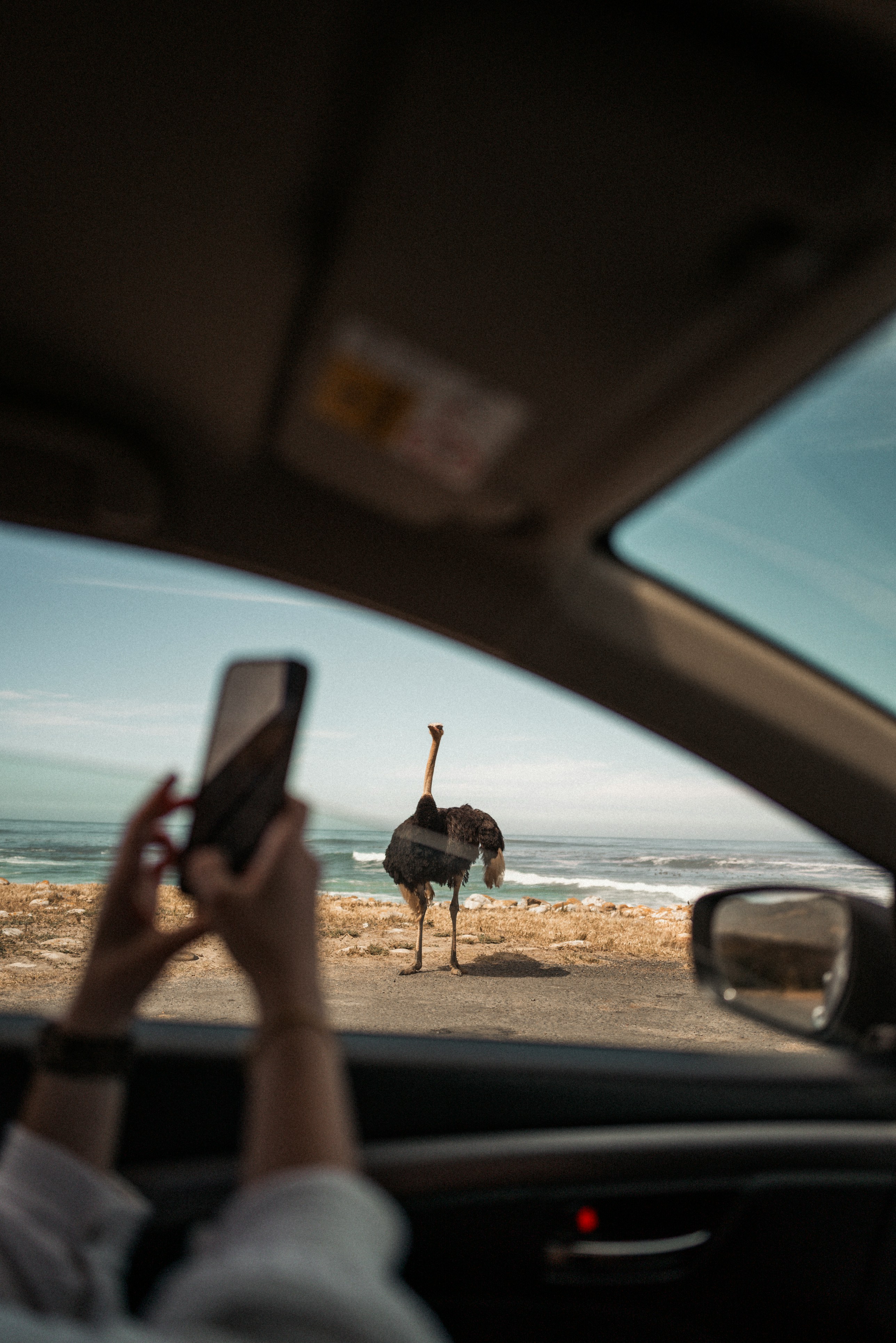 Ostrich standing by the ocean, viewed from car