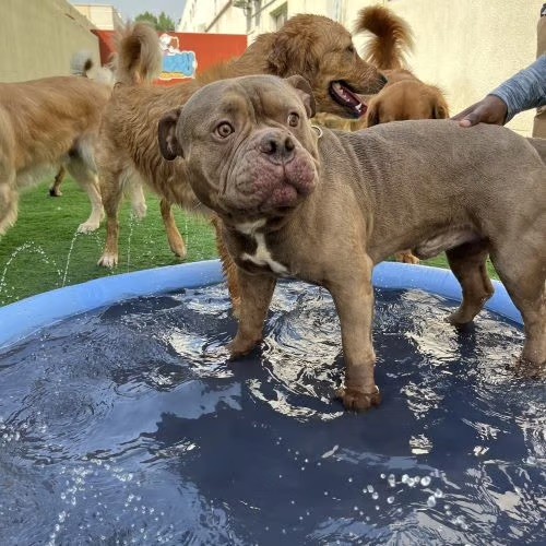 pool area at doggy doggy home dubai daycare