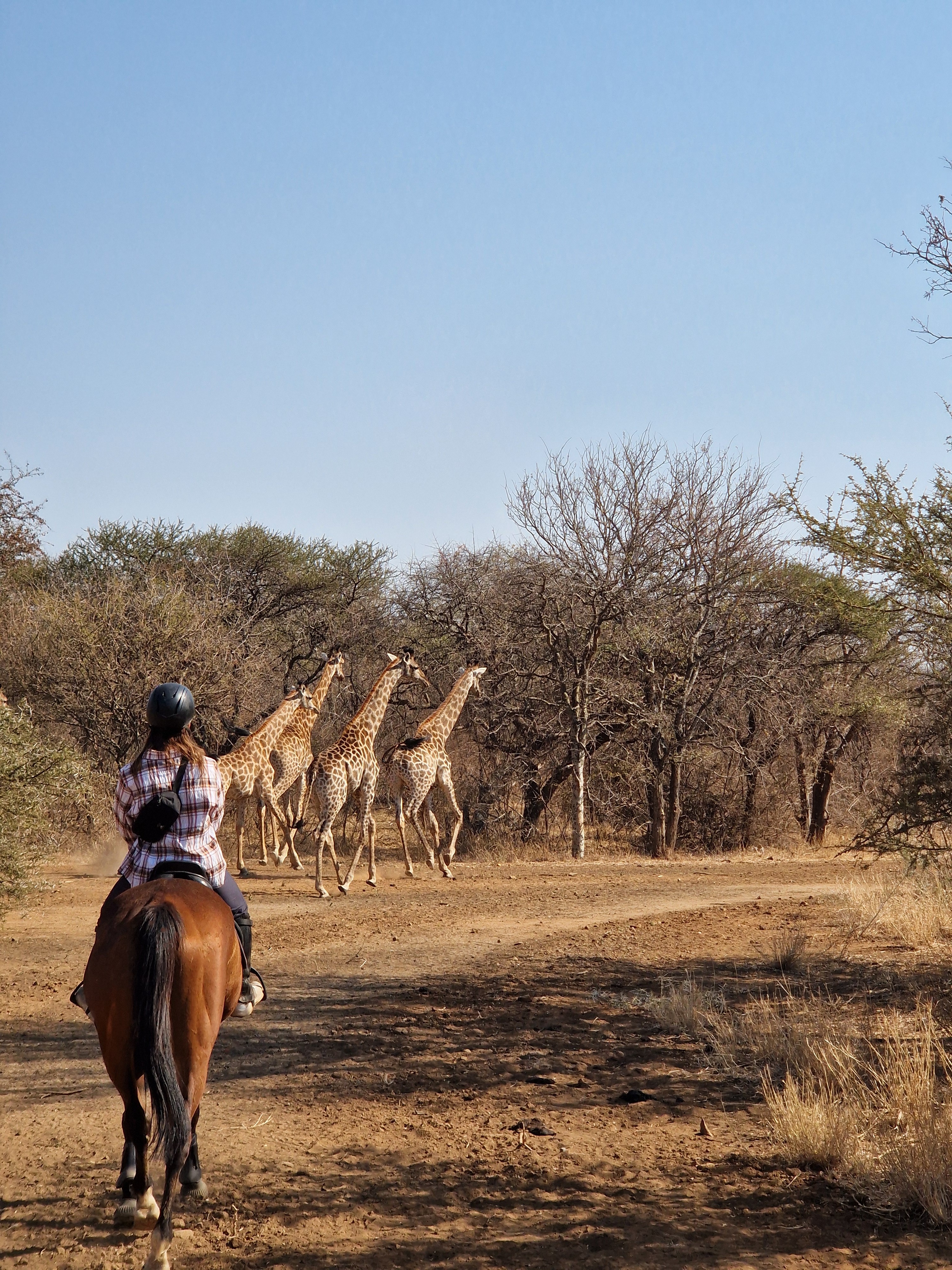 Kilimanjaro Elephant Ride, Arusha National Park, Tanzania – elefant i högt gräs tittar mot kameran, medan fem ryttare till häst på ridsafari i bakgrunden betraktar elefanten i ett grönt och frodigt landskap.
