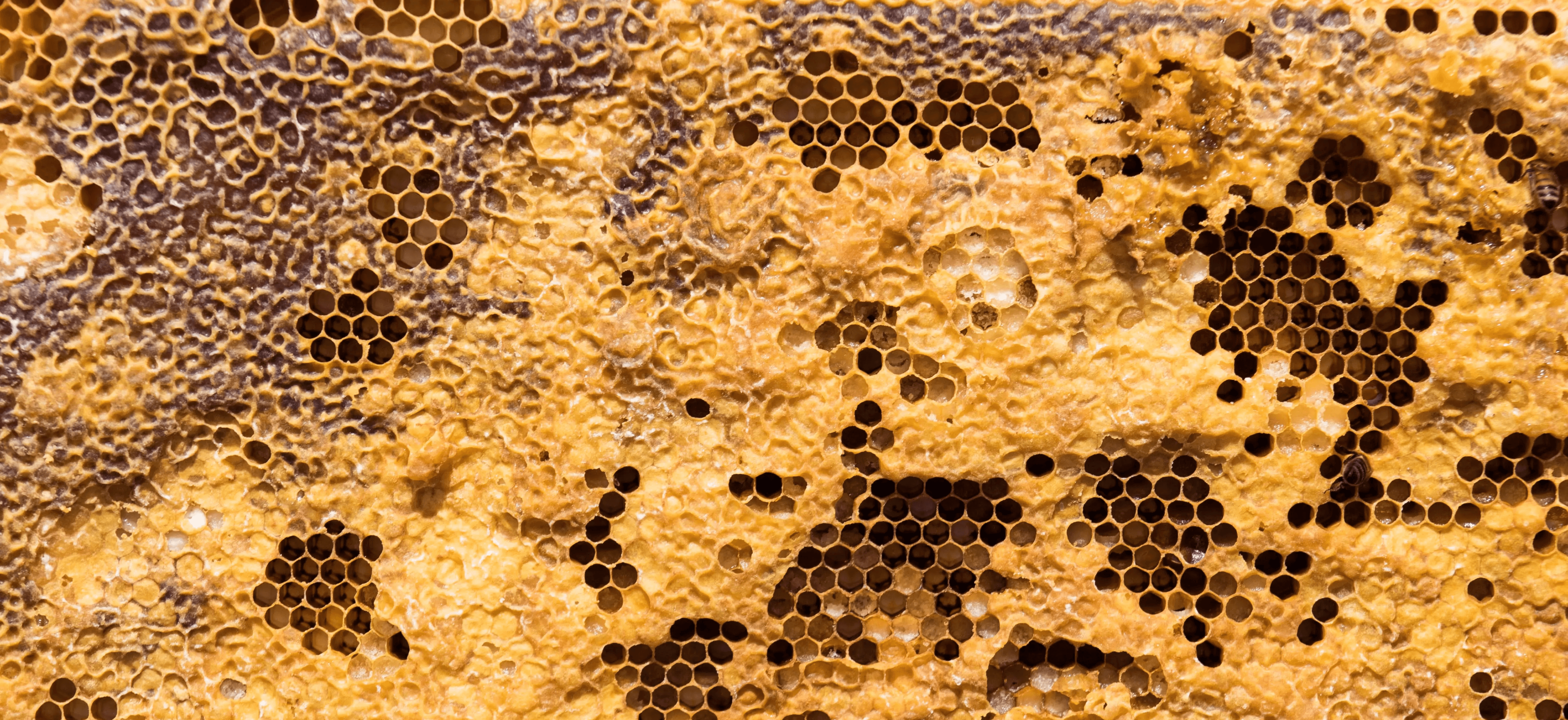 Macro view of a honeycomb panel with irregular cell patterns and golden wax, illustrating order emerging from individual behaviours