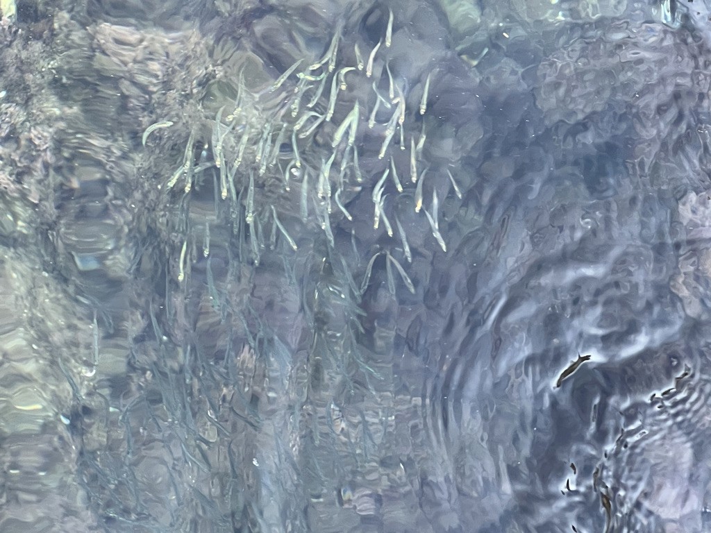blue sky and white clouds over the sea