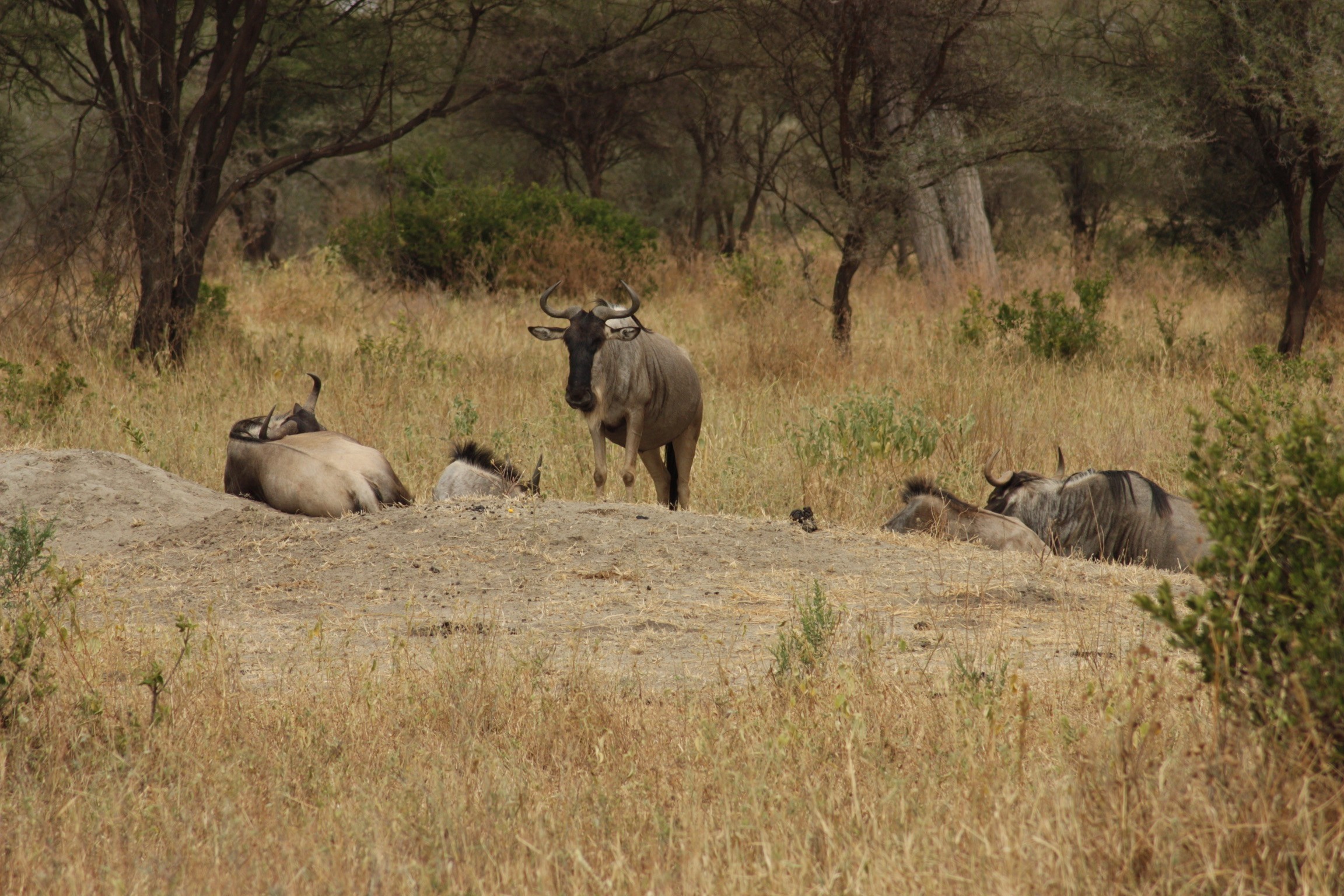 Serengeti National Park