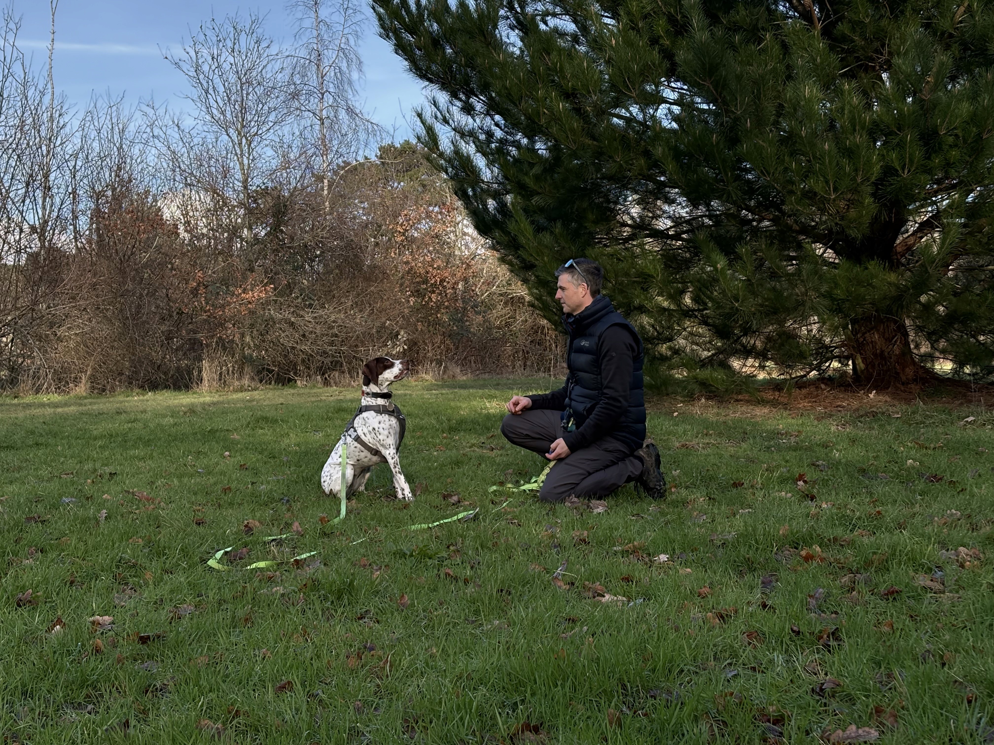 A man kneeling beside a white and brown spotted pointer dog sitting on the grass under pine trees