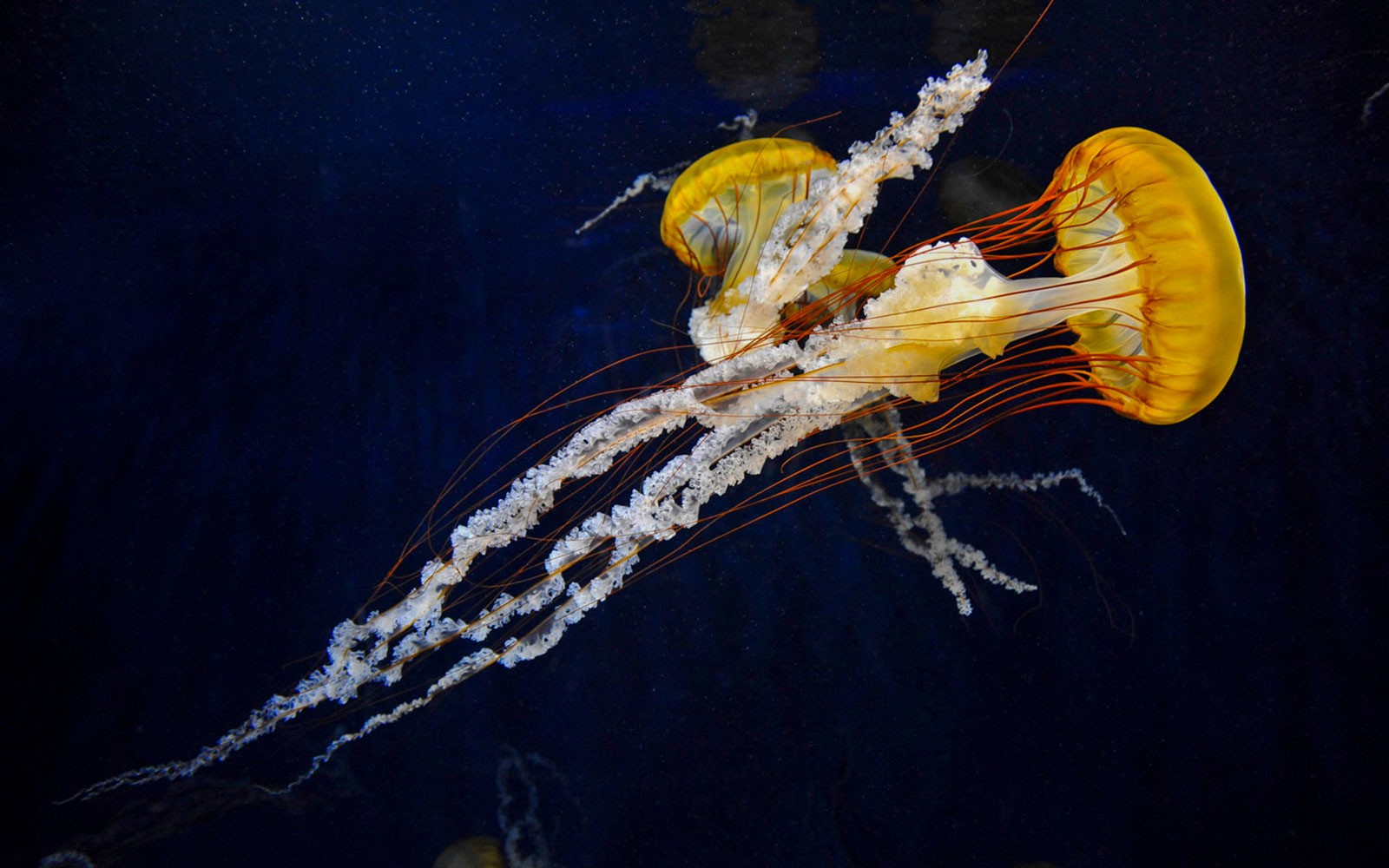 Jellyfish swimming in a tank at Enoshima Aquarium, Japan.