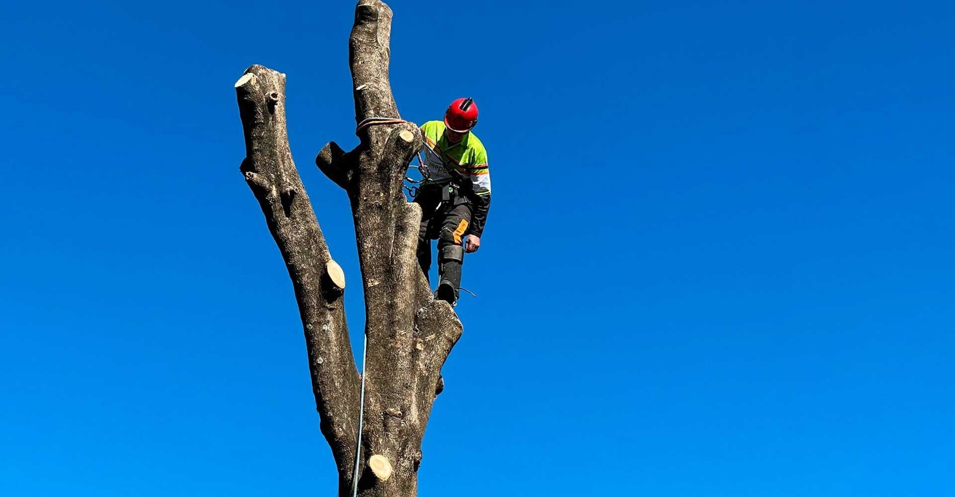 All Apsects Landscapes large tree removal