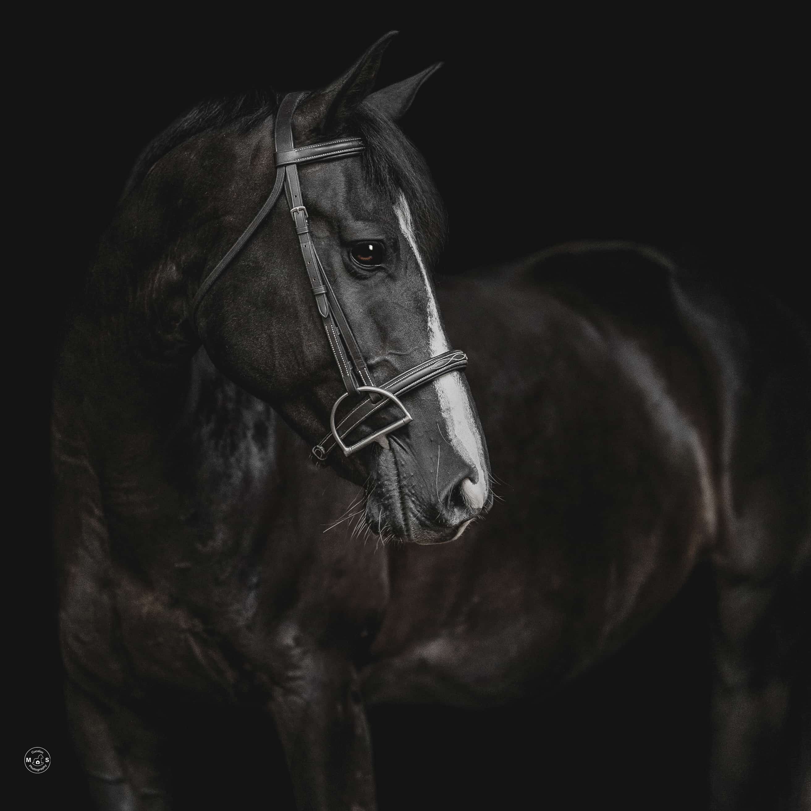 stella-luna-horse-portrait