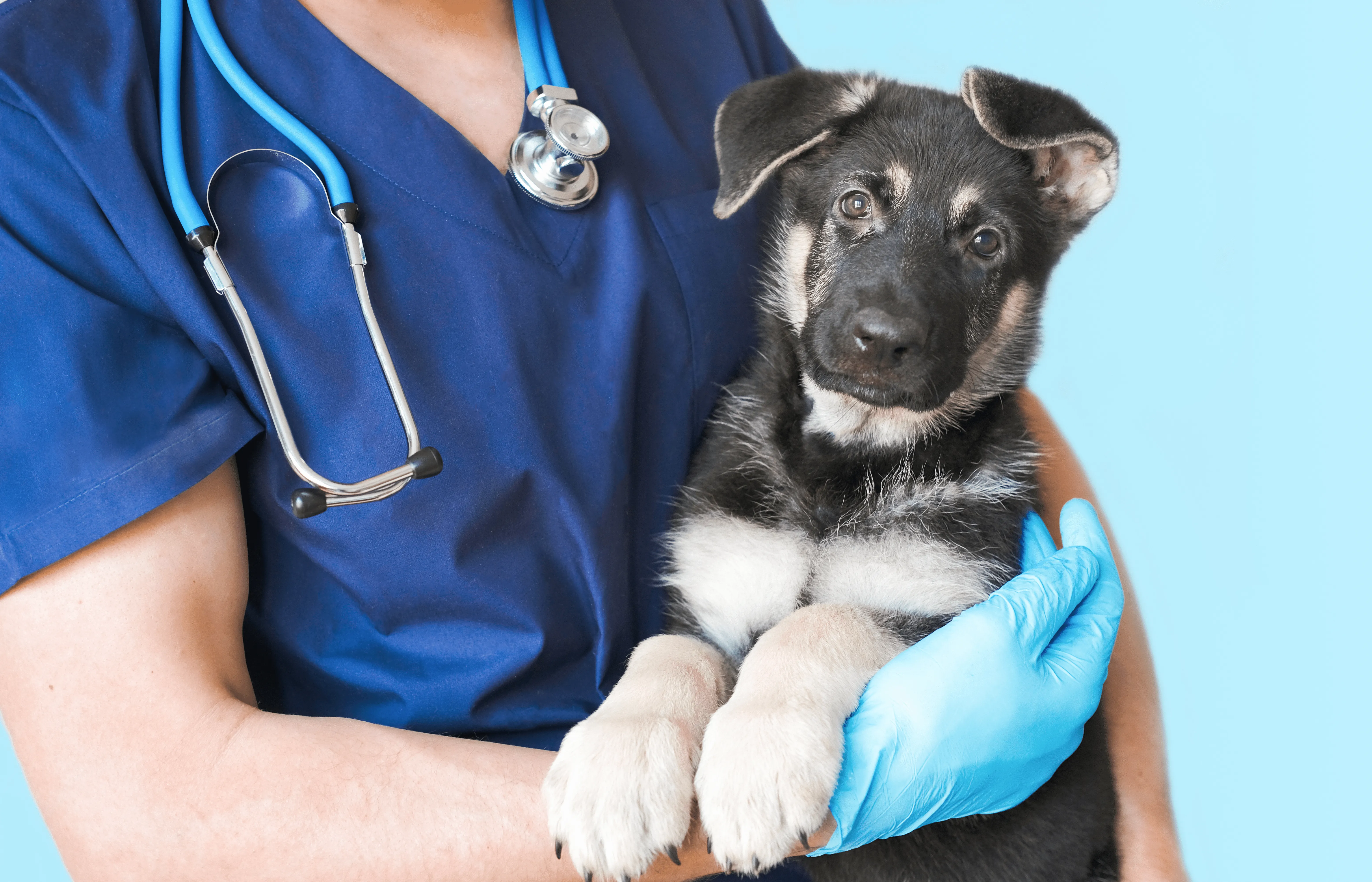 perrito mascota sano en veterinaria