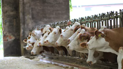 Ruminants