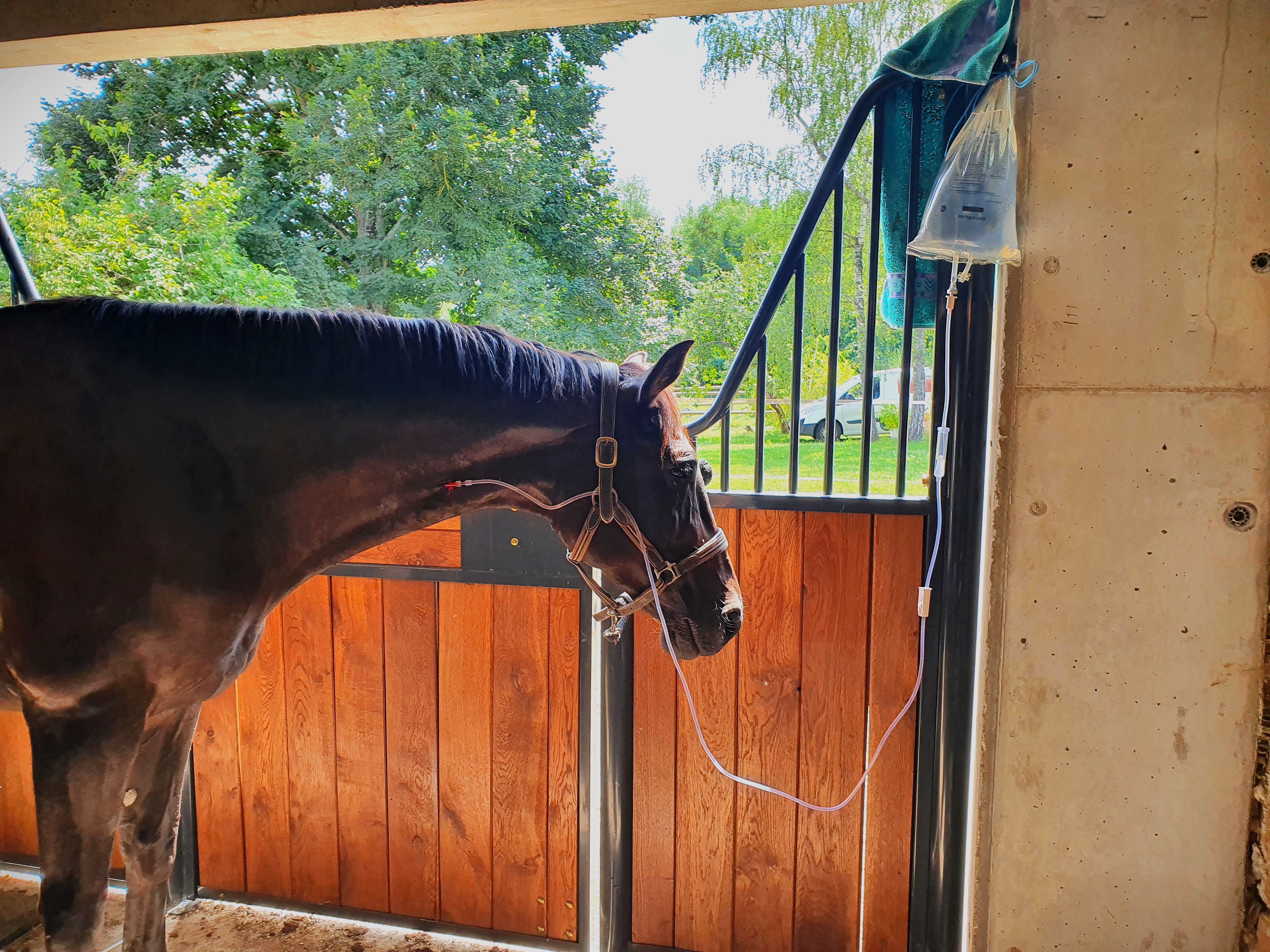 Cheval sous perfusion