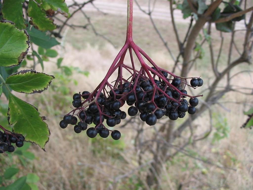 Elderberry Sambucus Nigra