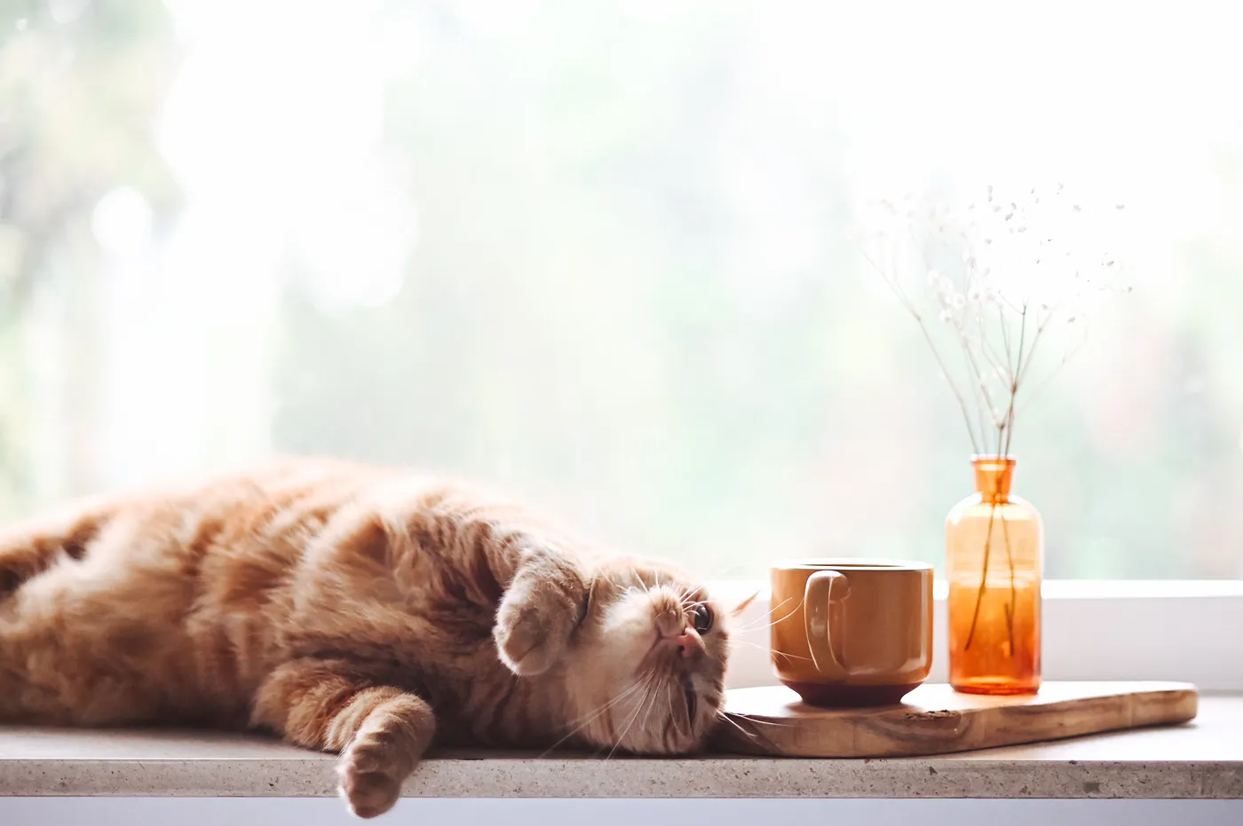 A relaxed cat lying on a windowsill next to a cup and a bottle, with soft natural light in the background.
(Photo by Gaelle Marcel on Unsplash)