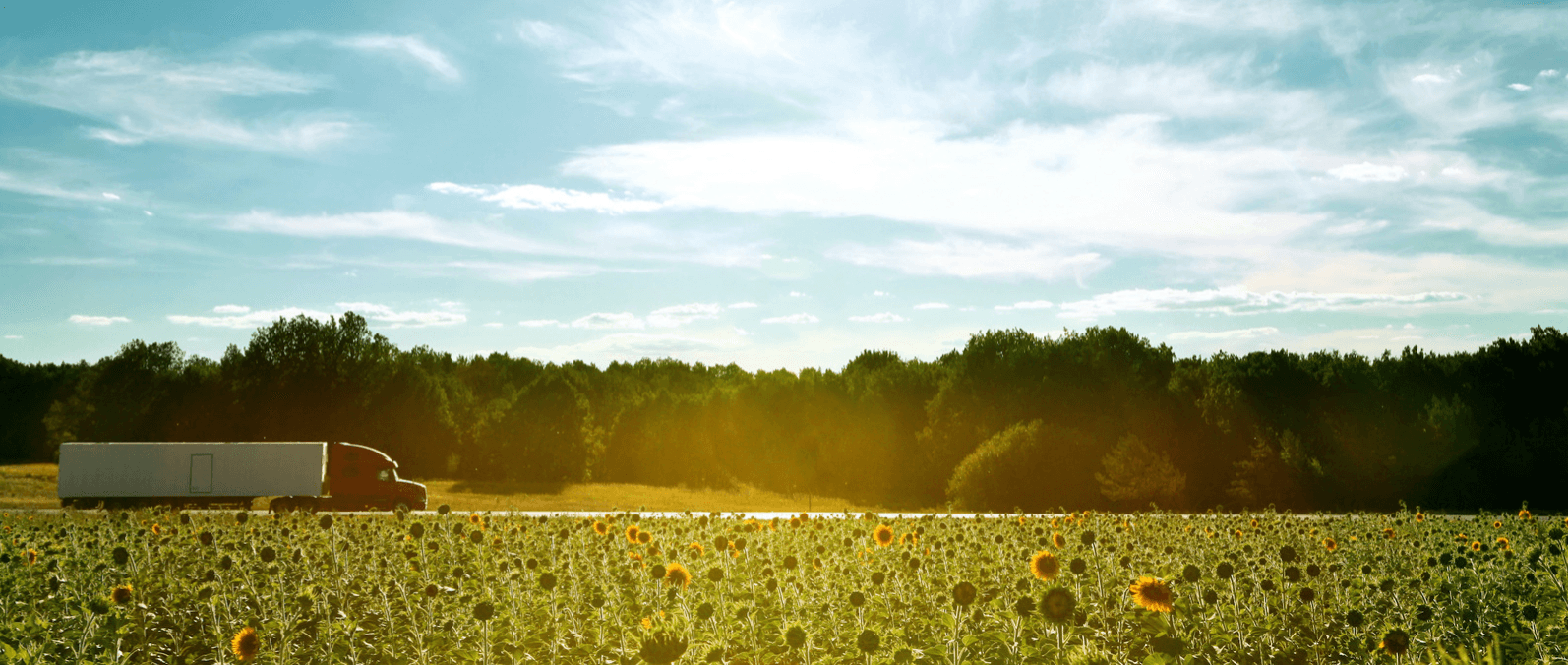 Small fleet truck driving by sunflowers