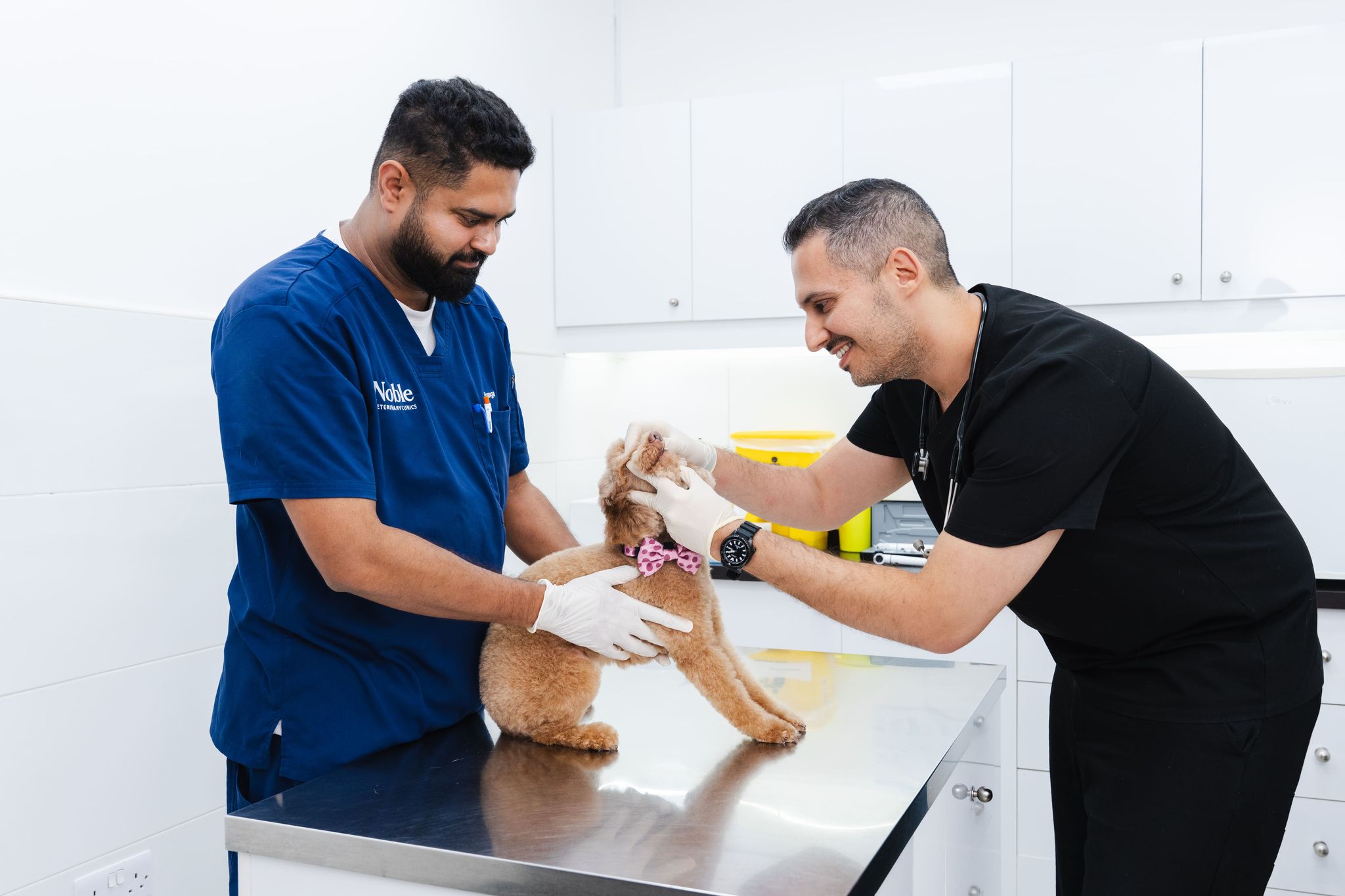 Veterinarians examining a light brown dog and checking for symptoms.