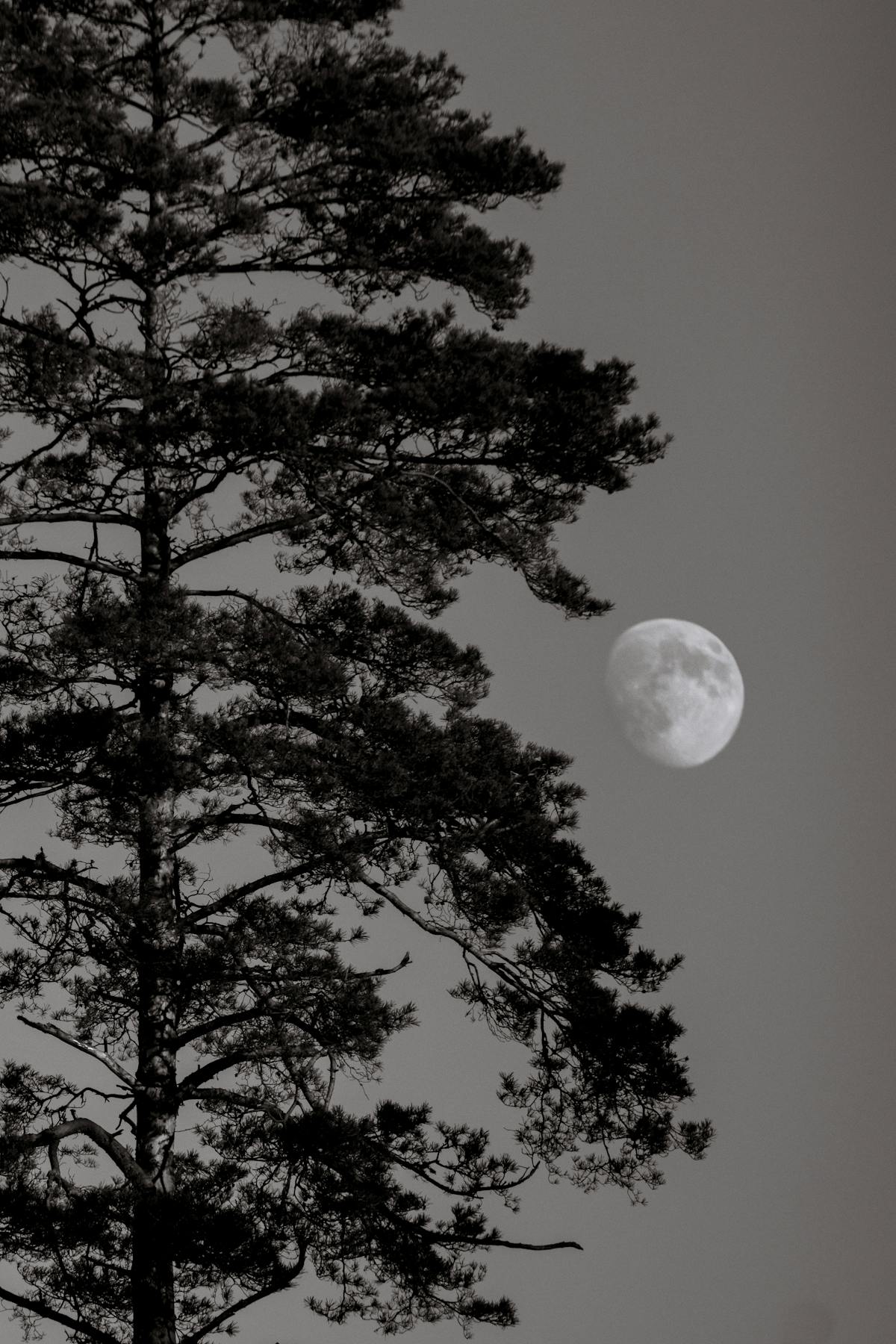 Moonlit pine tree in a winter landscape, black and white
