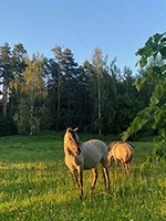 Dwa beżowe konie na łące przy lesie