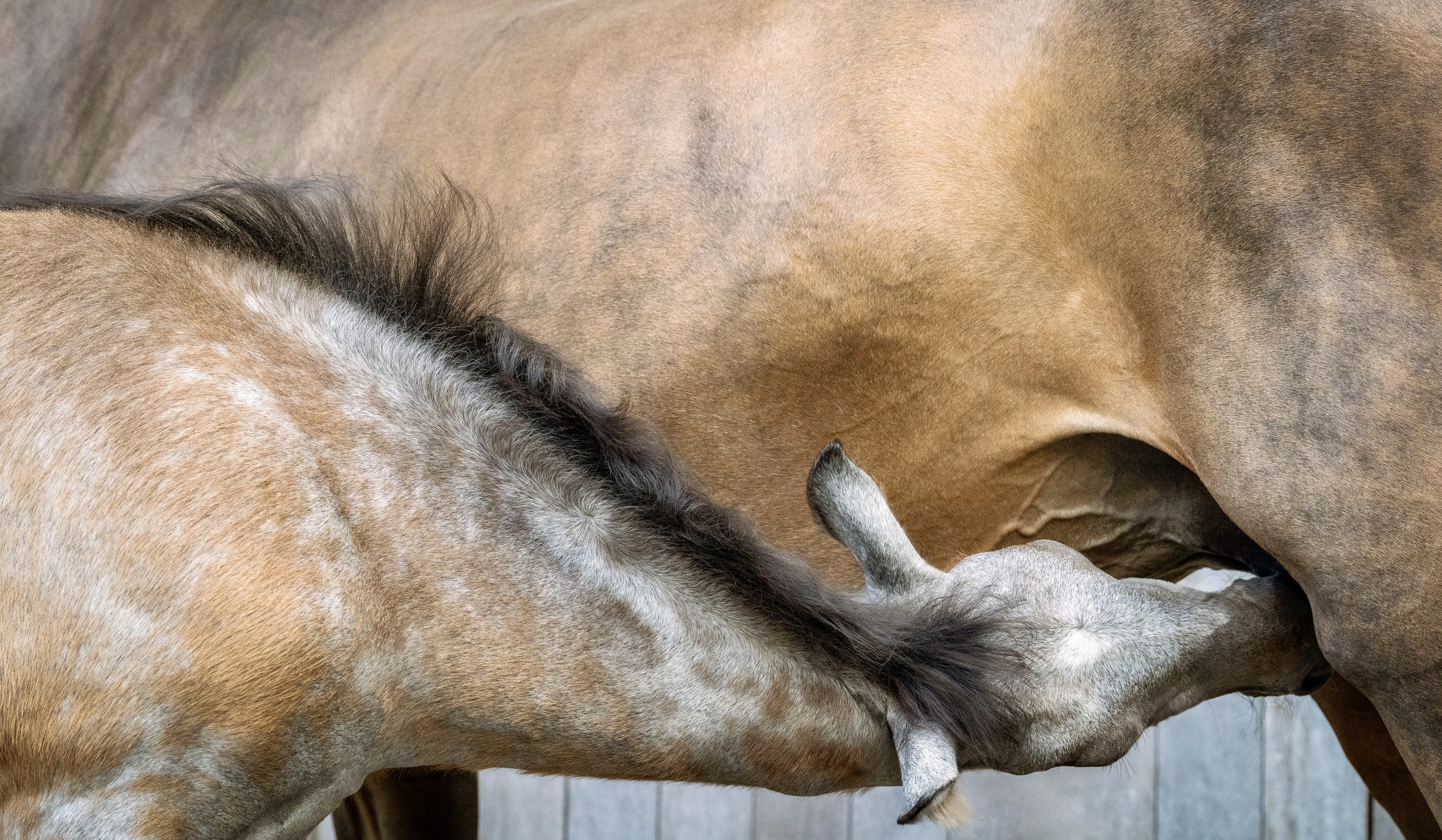 foal changing color