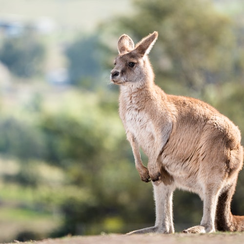 A kangaroo stands alert in a natural setting, with blurred greenery in the background.