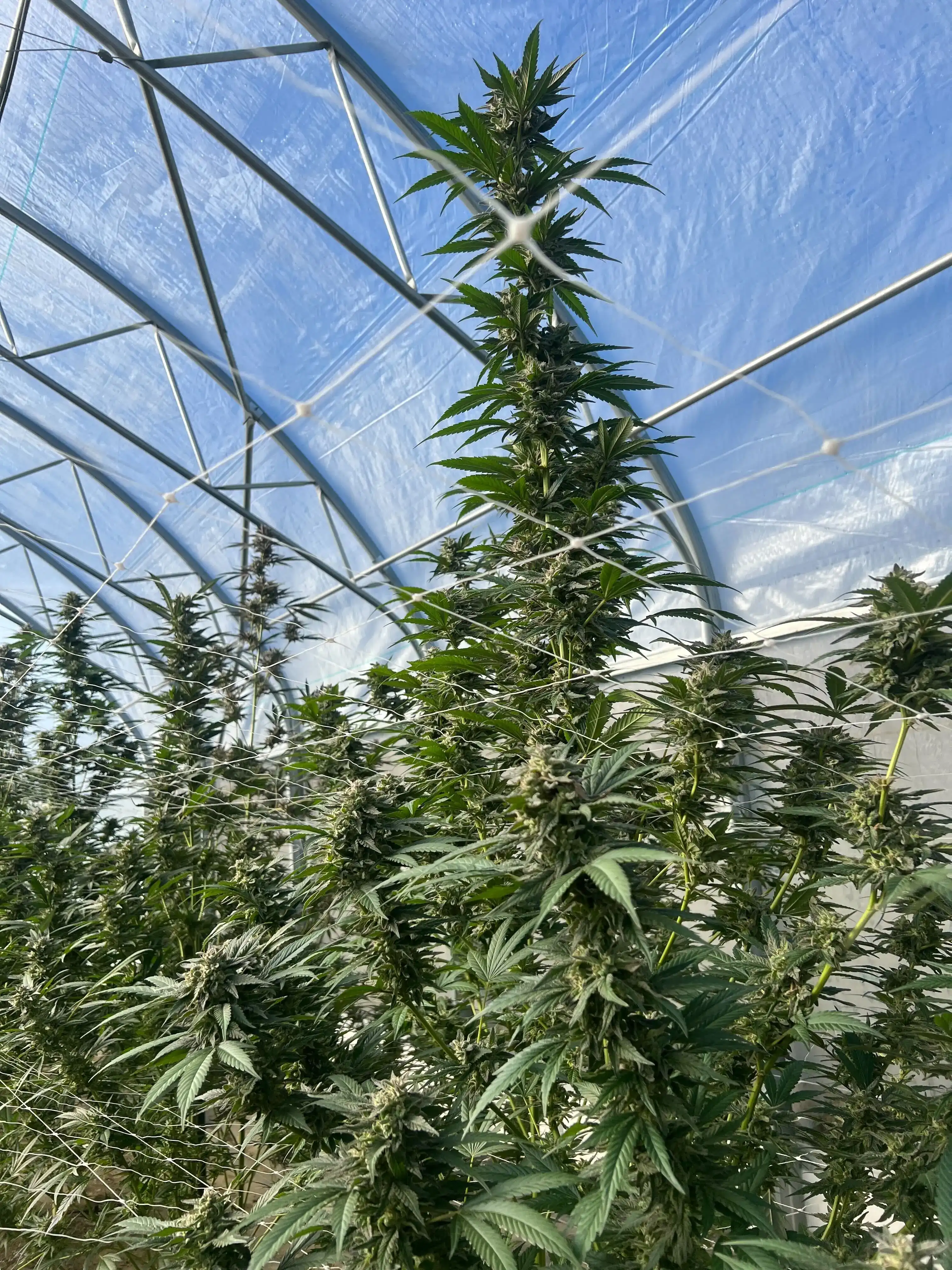 Towering cannabis plant reaching full height inside a Sunkissed Farm greenhouse under natural Vermont sunlight