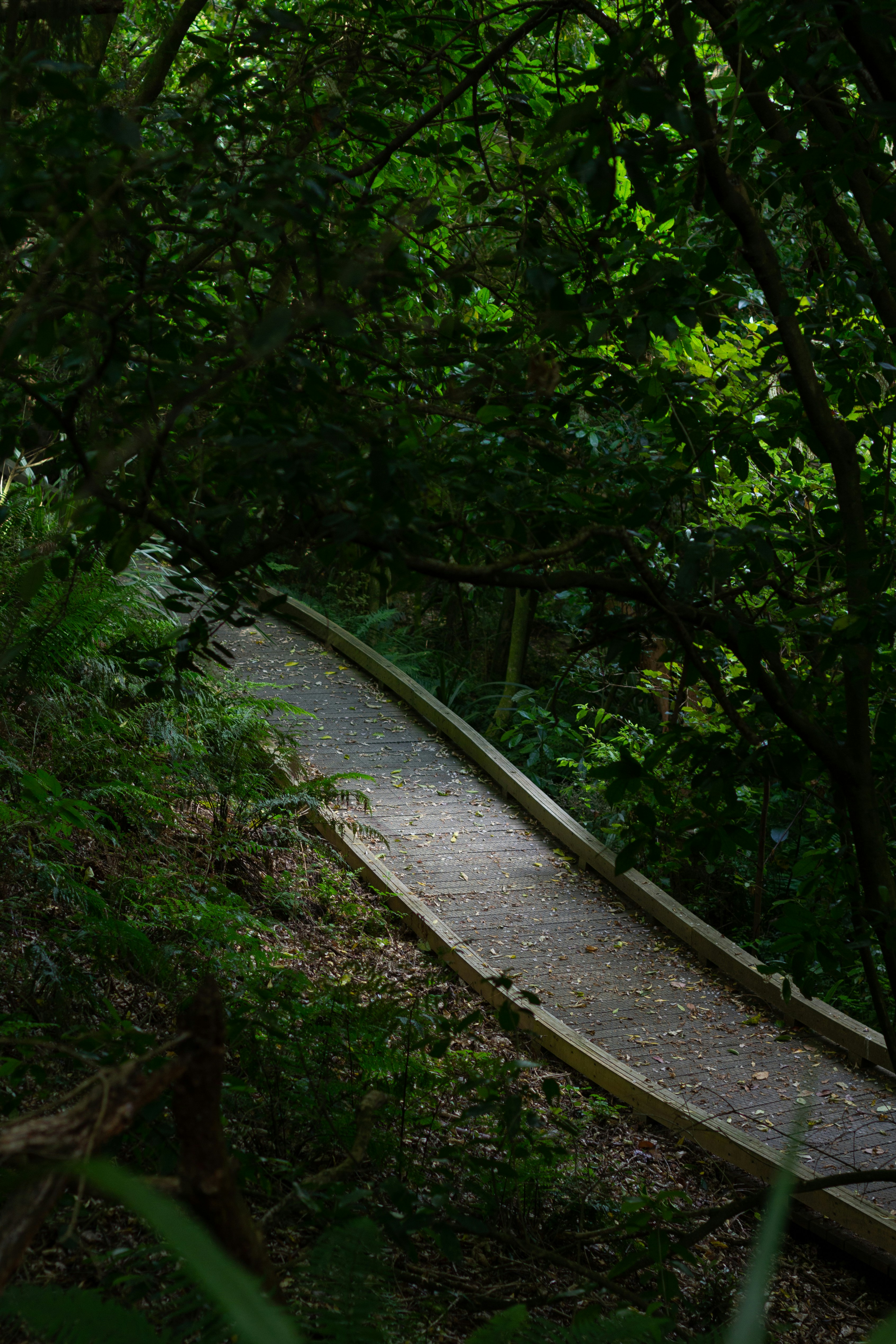 a wooden path in the middle of a forest